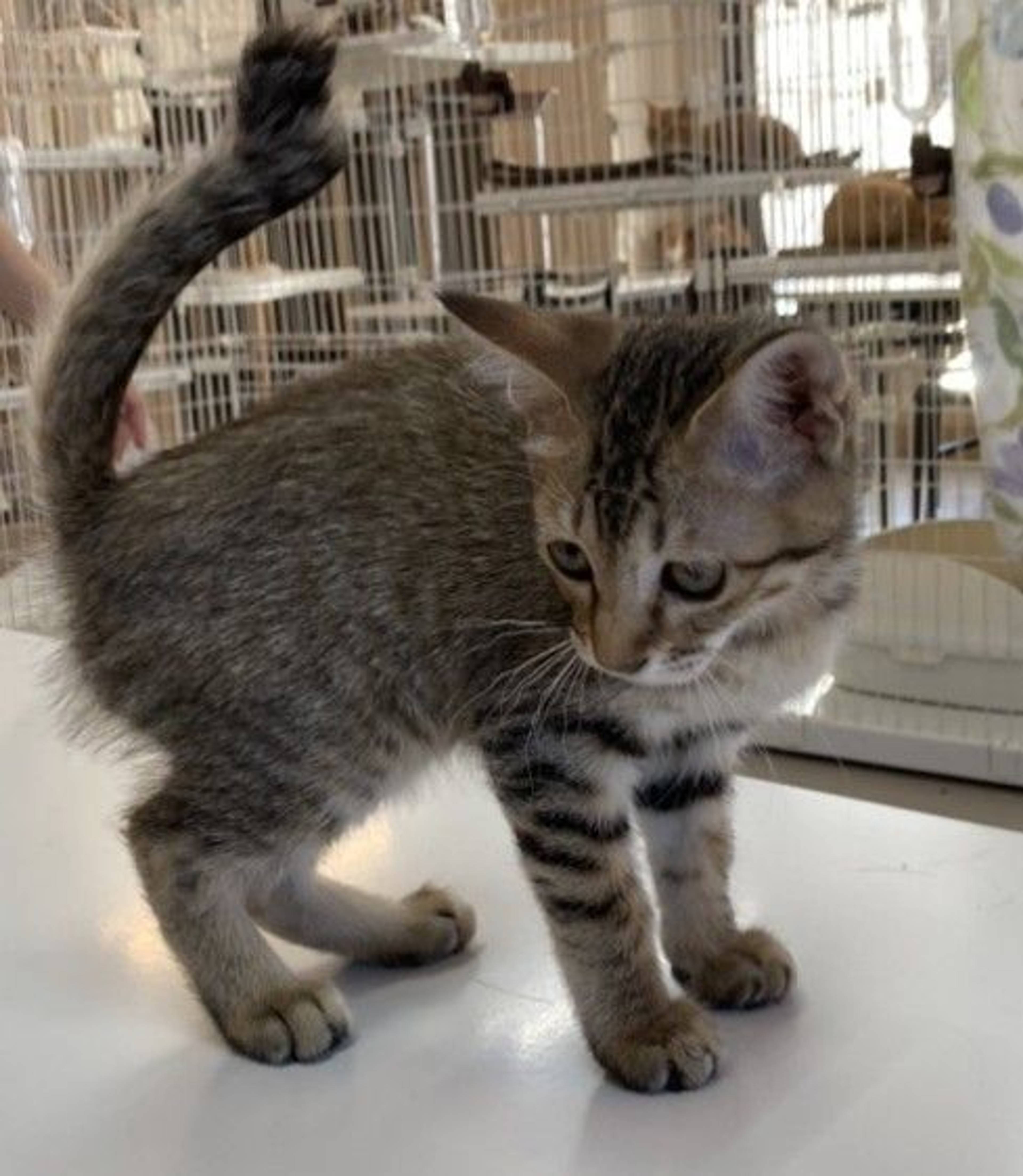 雑種（ミックス猫）・メスの里親募集の写真