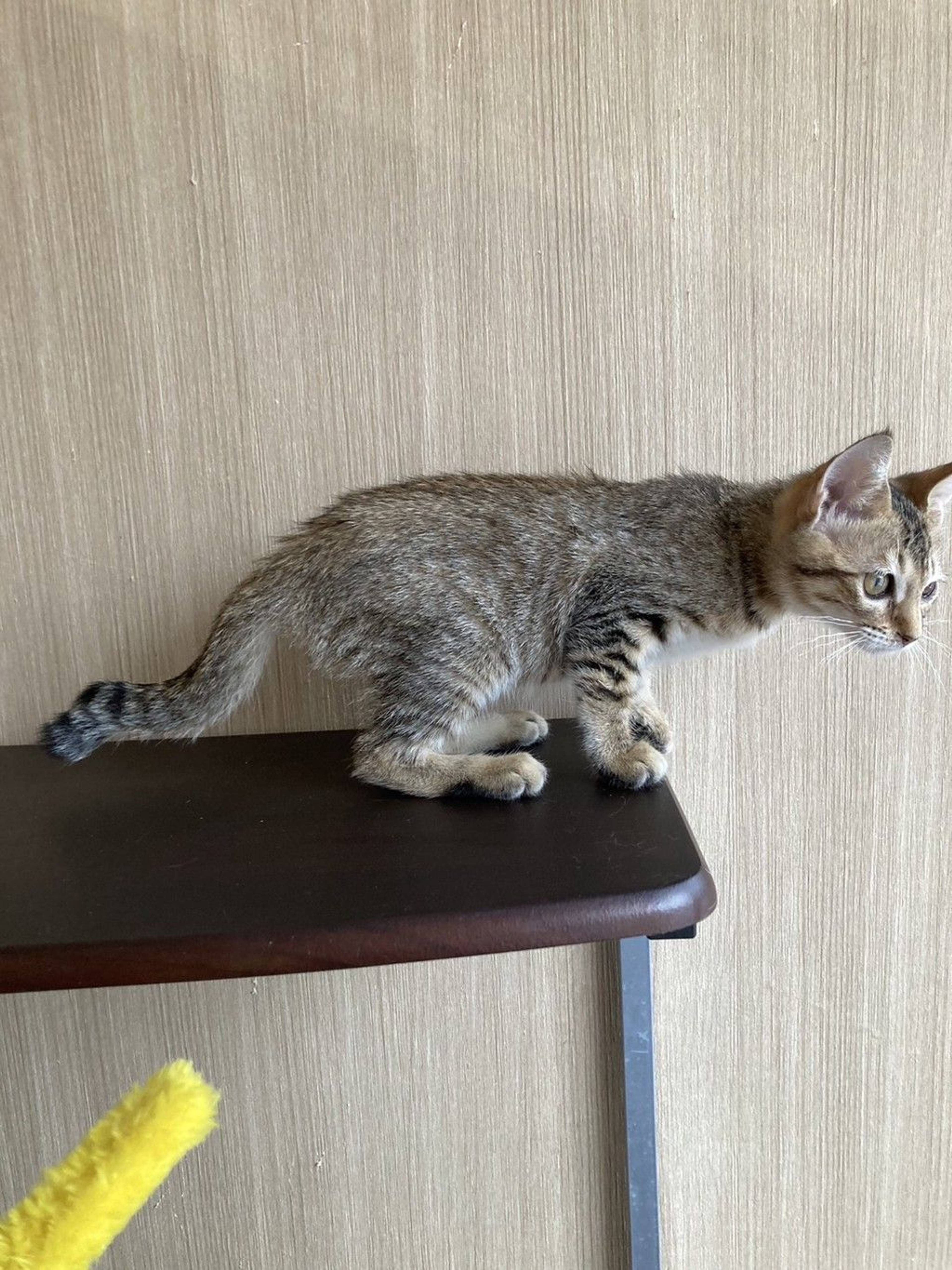 雑種（ミックス猫）・メスの里親募集の写真