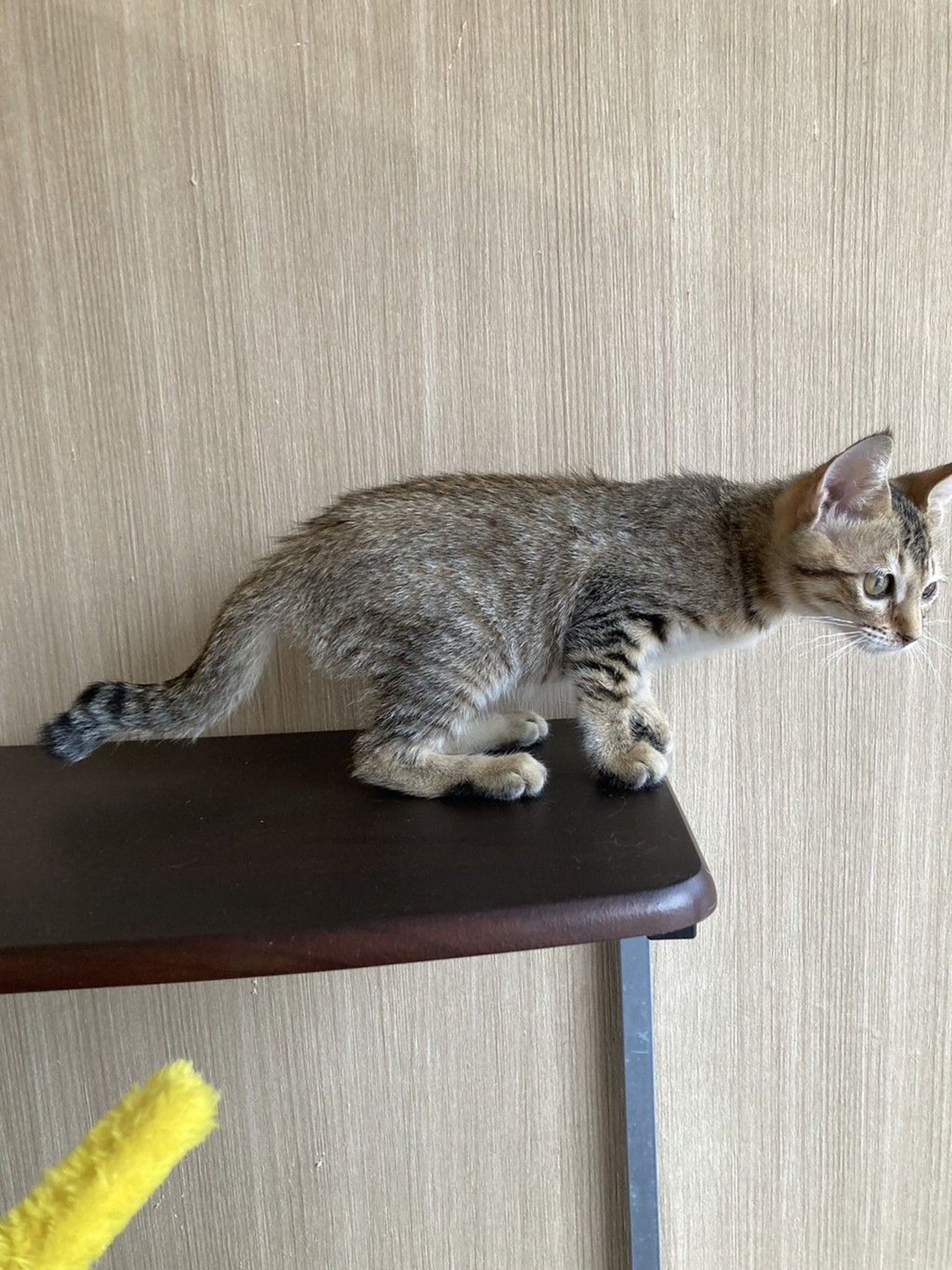雑種（ミックス猫）・メスの里親募集の写真
