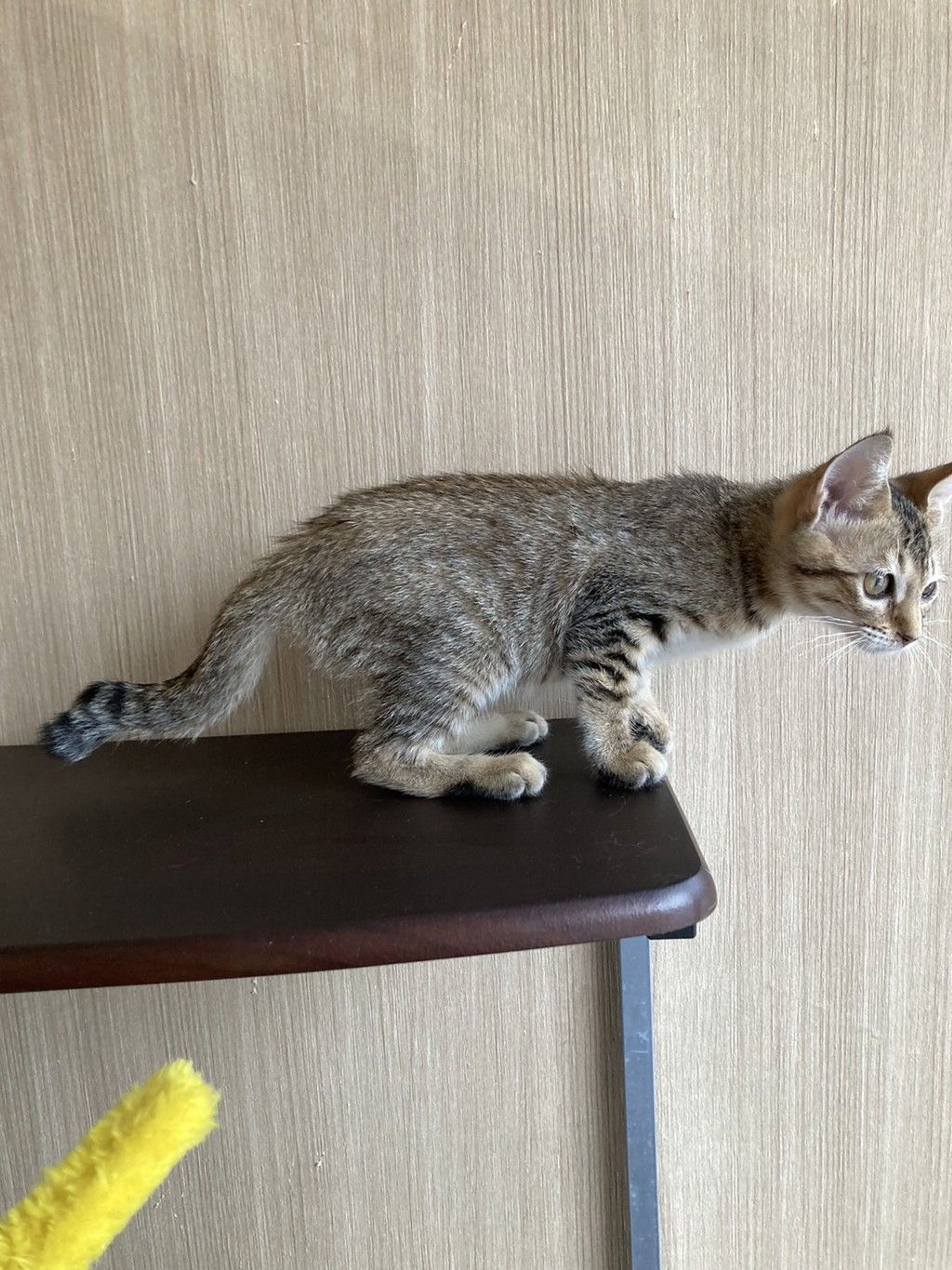 雑種（ミックス猫）・メスの里親募集の写真