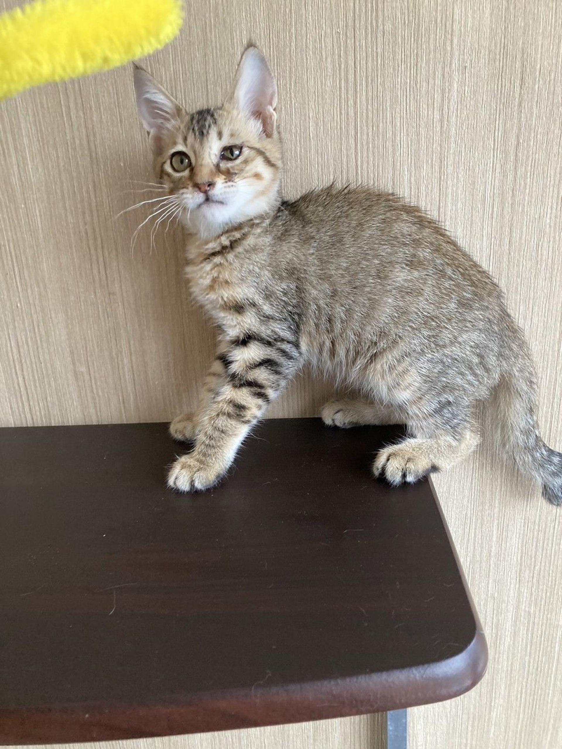 pet-image-3