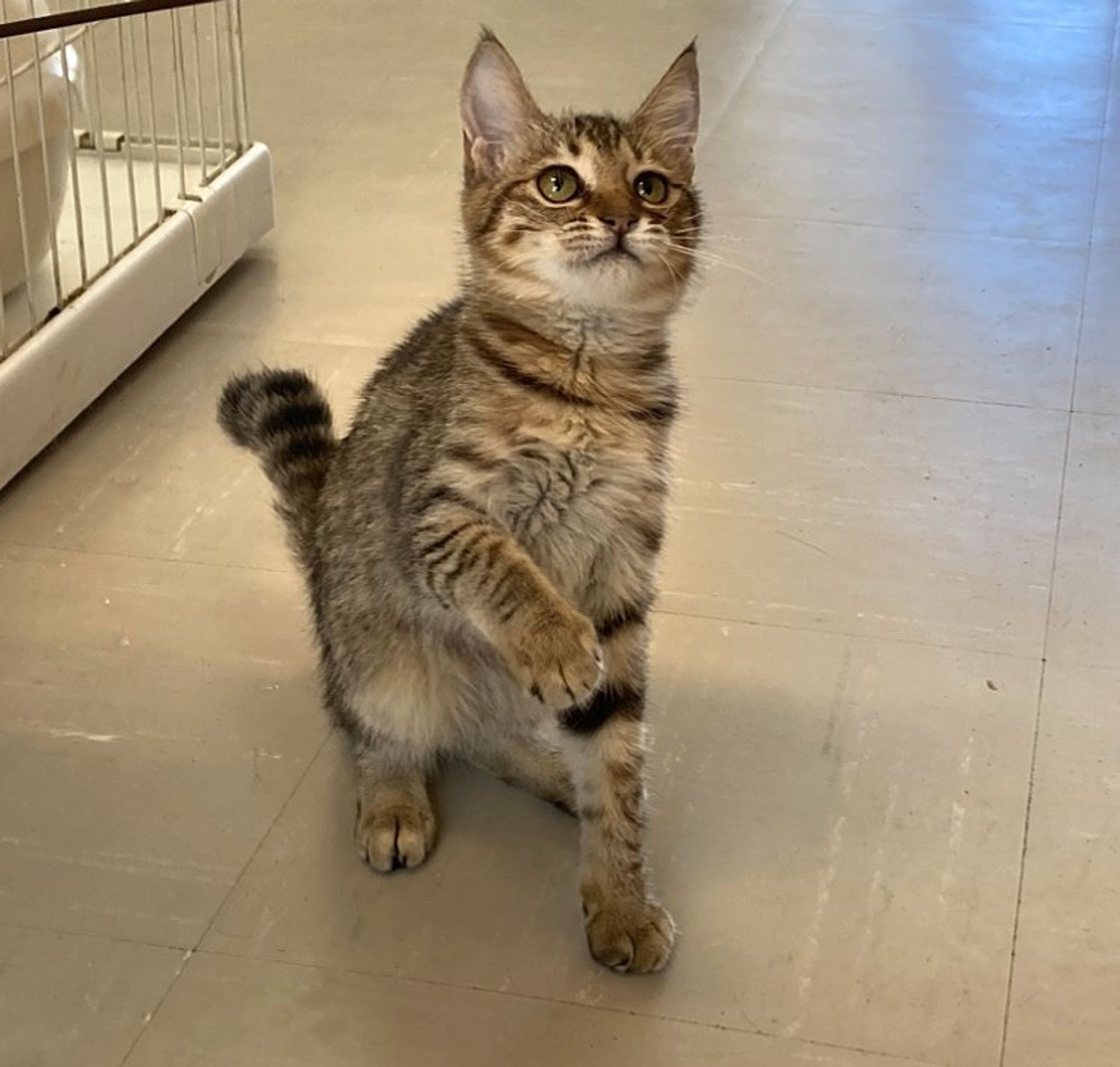 雑種（ミックス猫）・メスの里親募集の写真