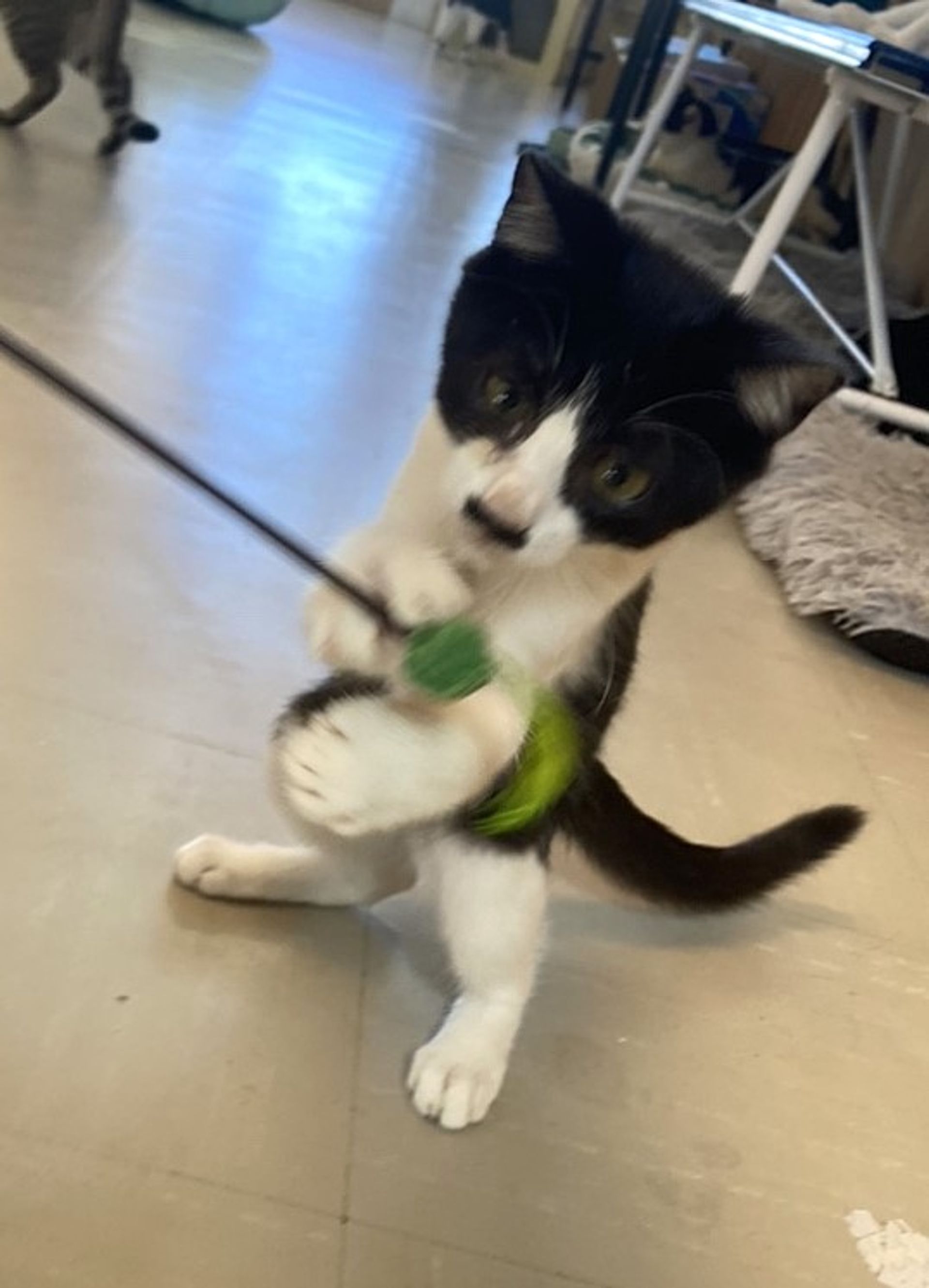 雑種（ミックス猫）・オスの里親募集の写真