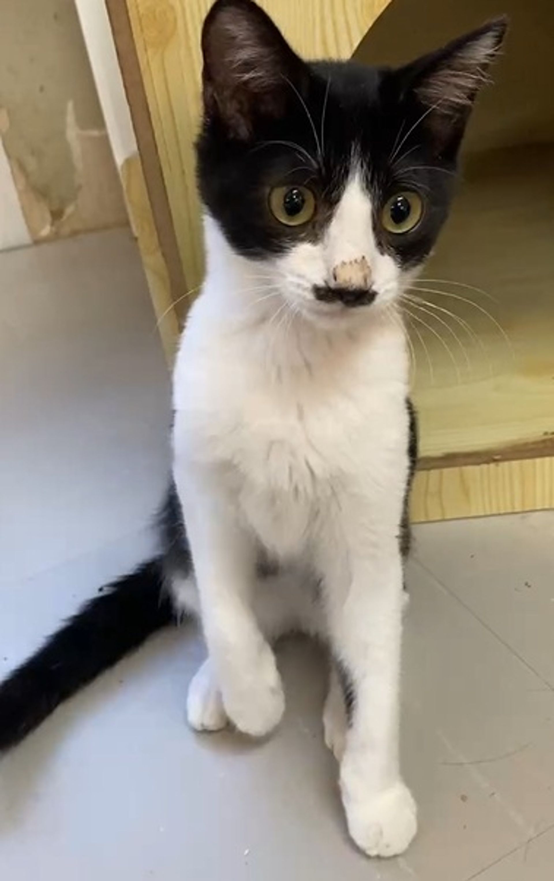 雑種（ミックス猫）・オスの里親募集の写真