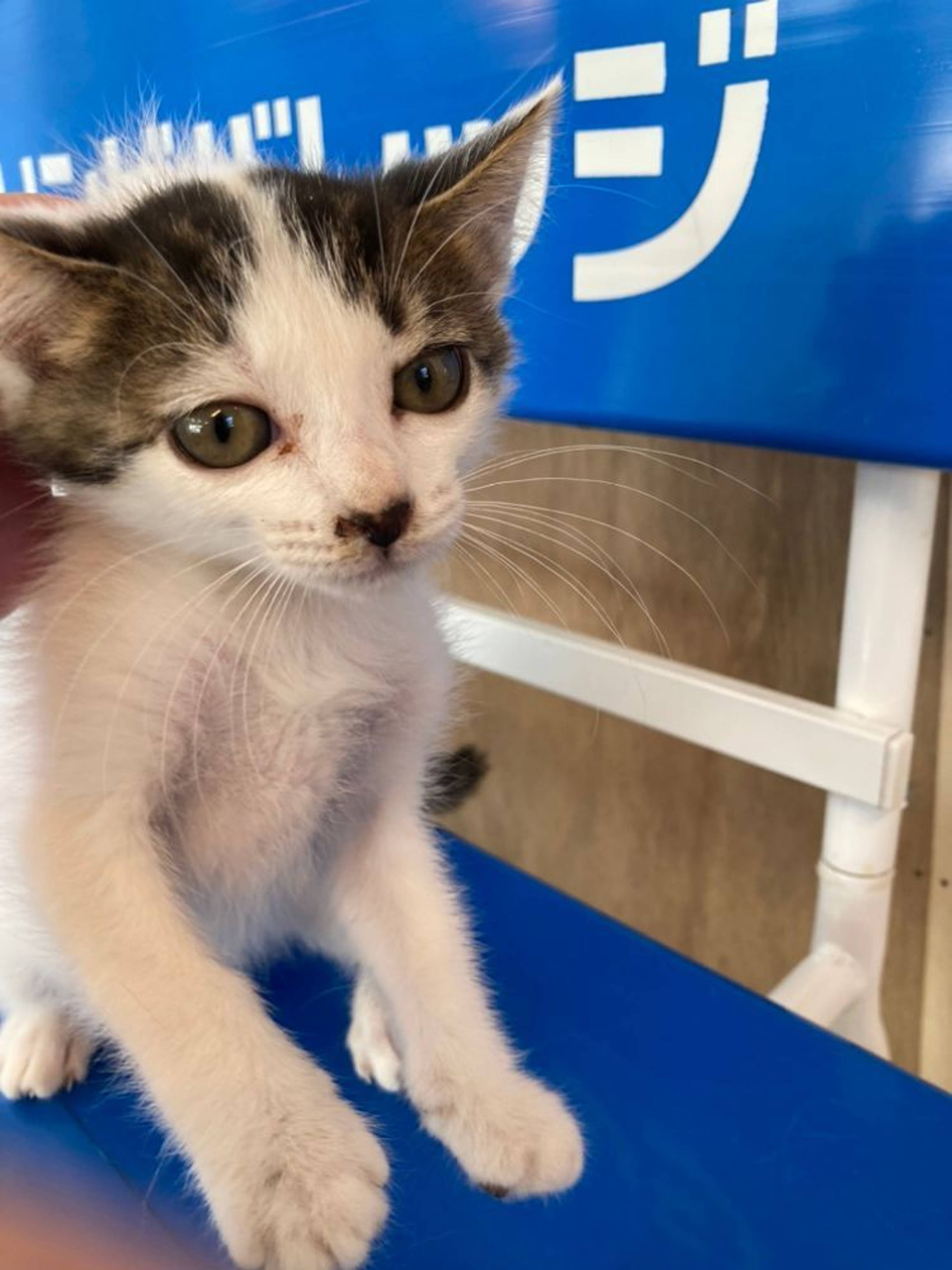 雑種（ミックス猫）・メスの里親募集の写真