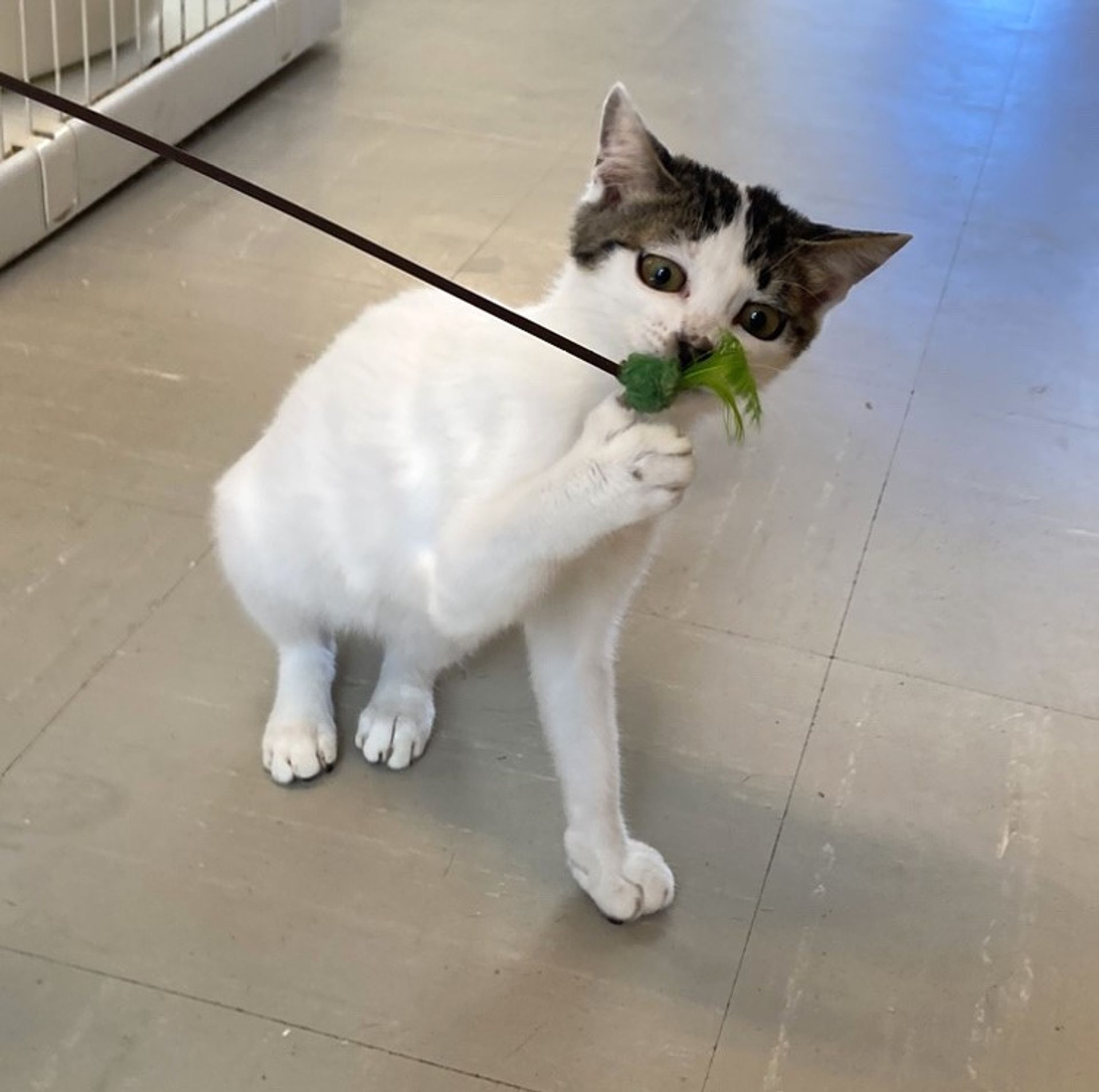 雑種（ミックス猫）・メスの里親募集の写真