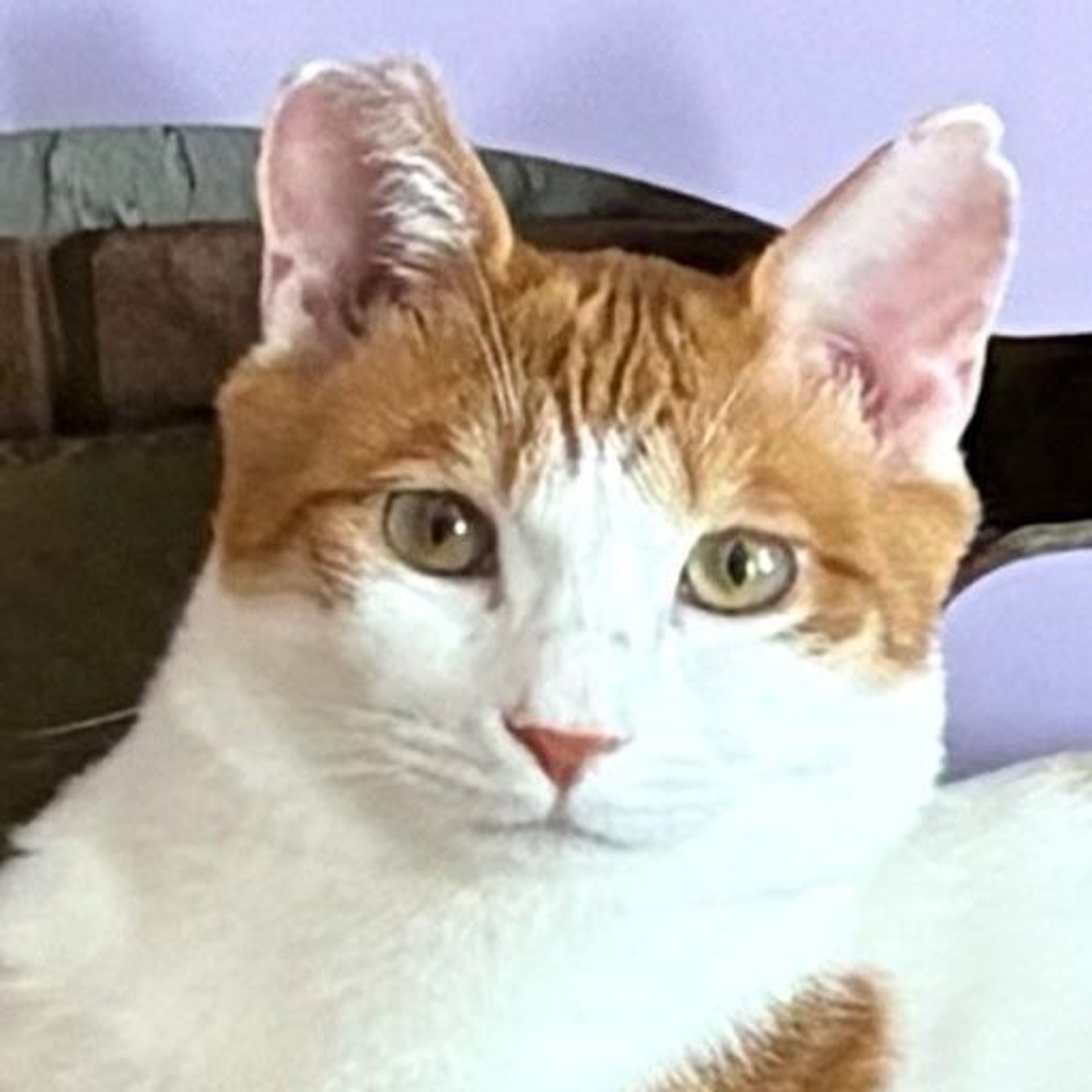 雑種（ミックス猫）・オスの里親募集の写真