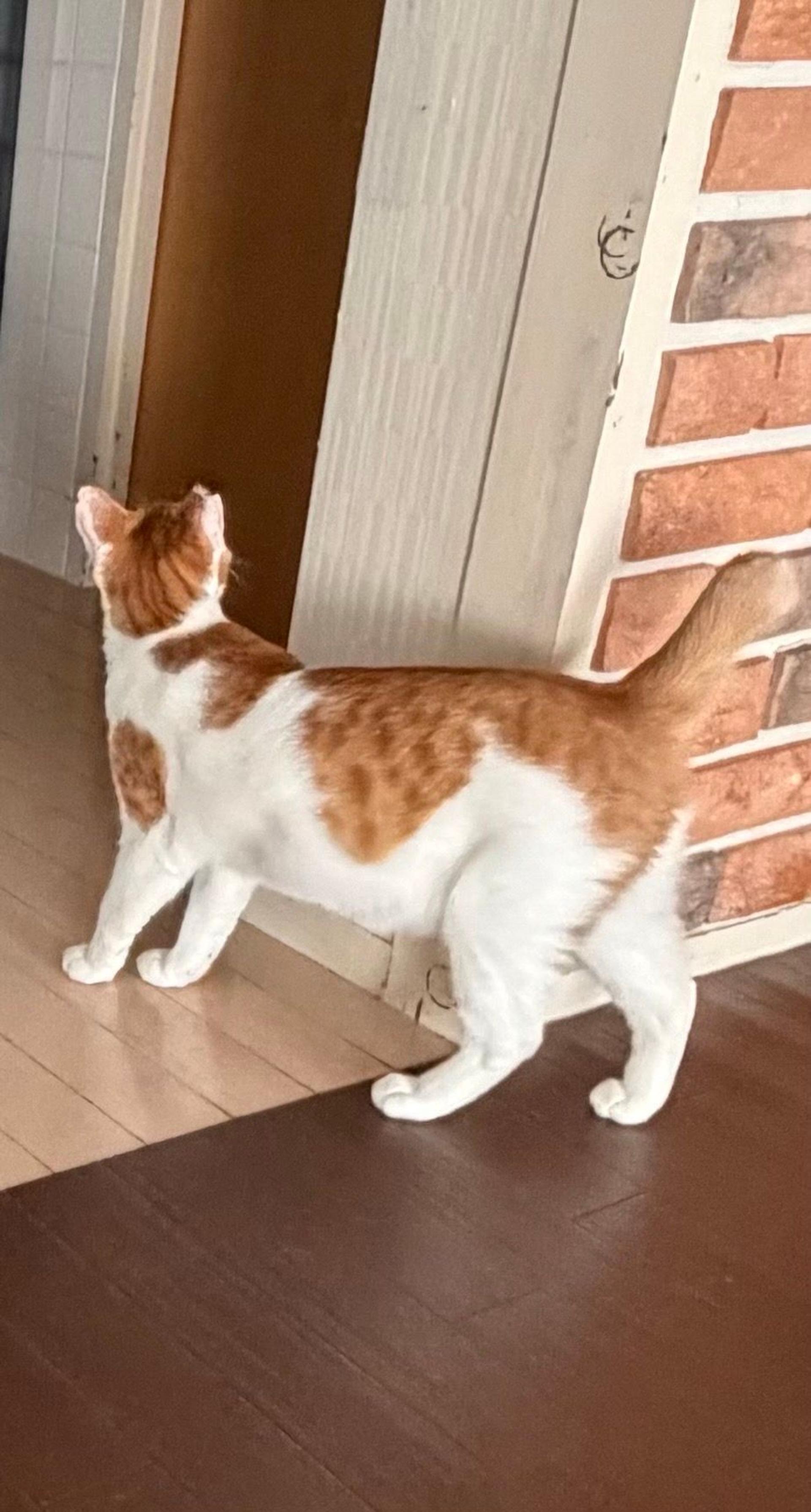 pet-image-2