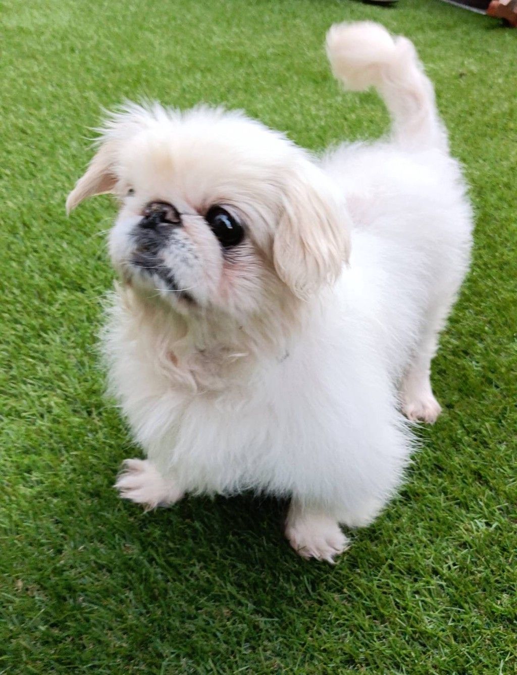 犬 × ペキニーズ が募集対象」の里親募集一覧｜OMUSUBI（ペトコトお