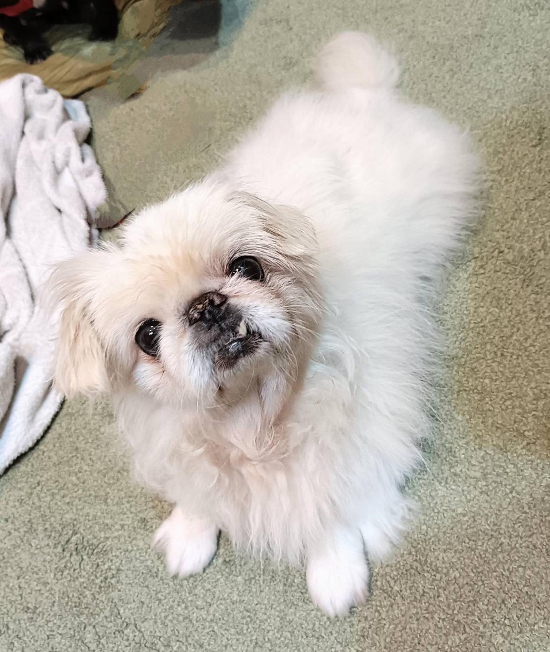 pet-image-4