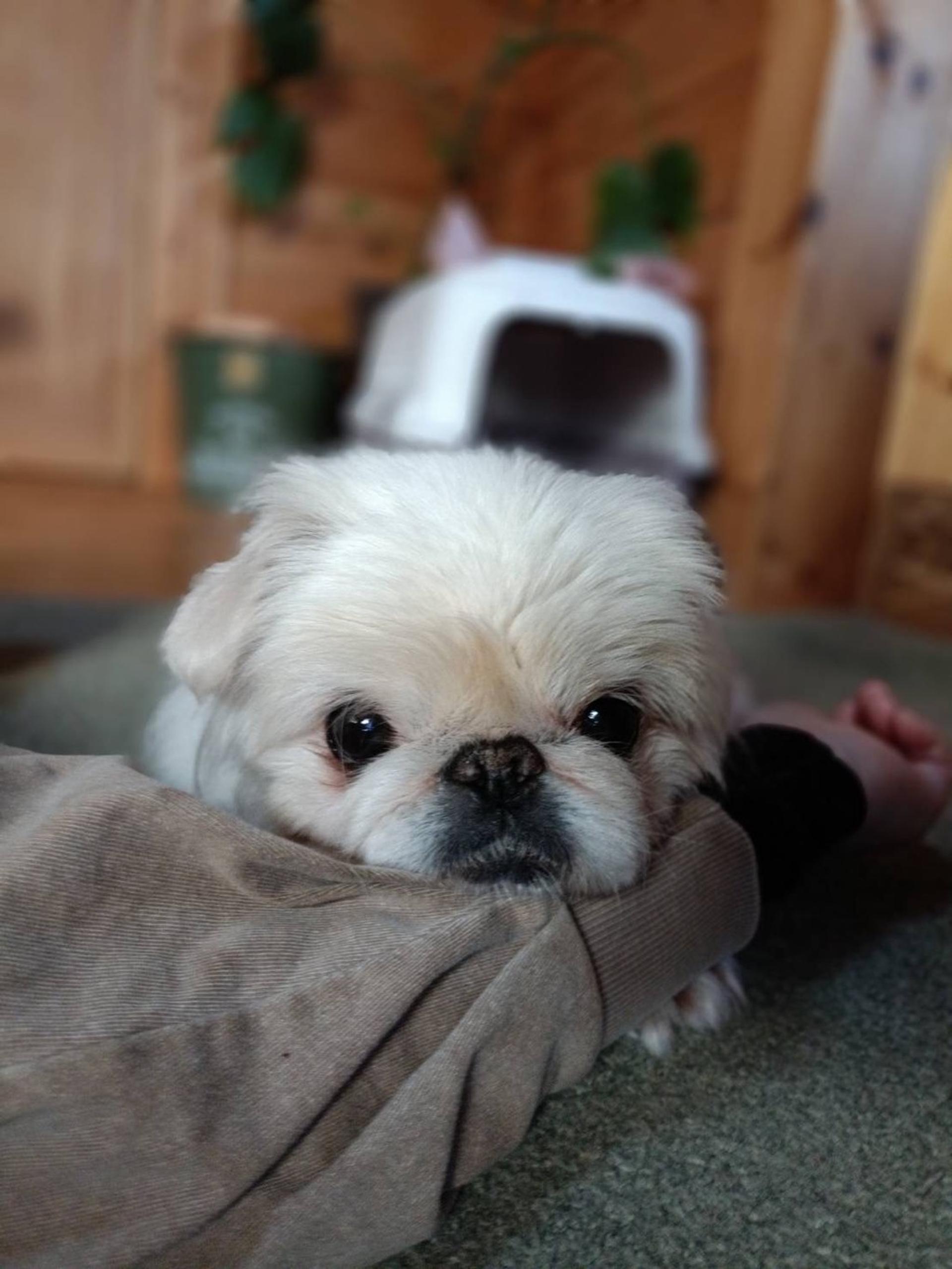 pet-image-6