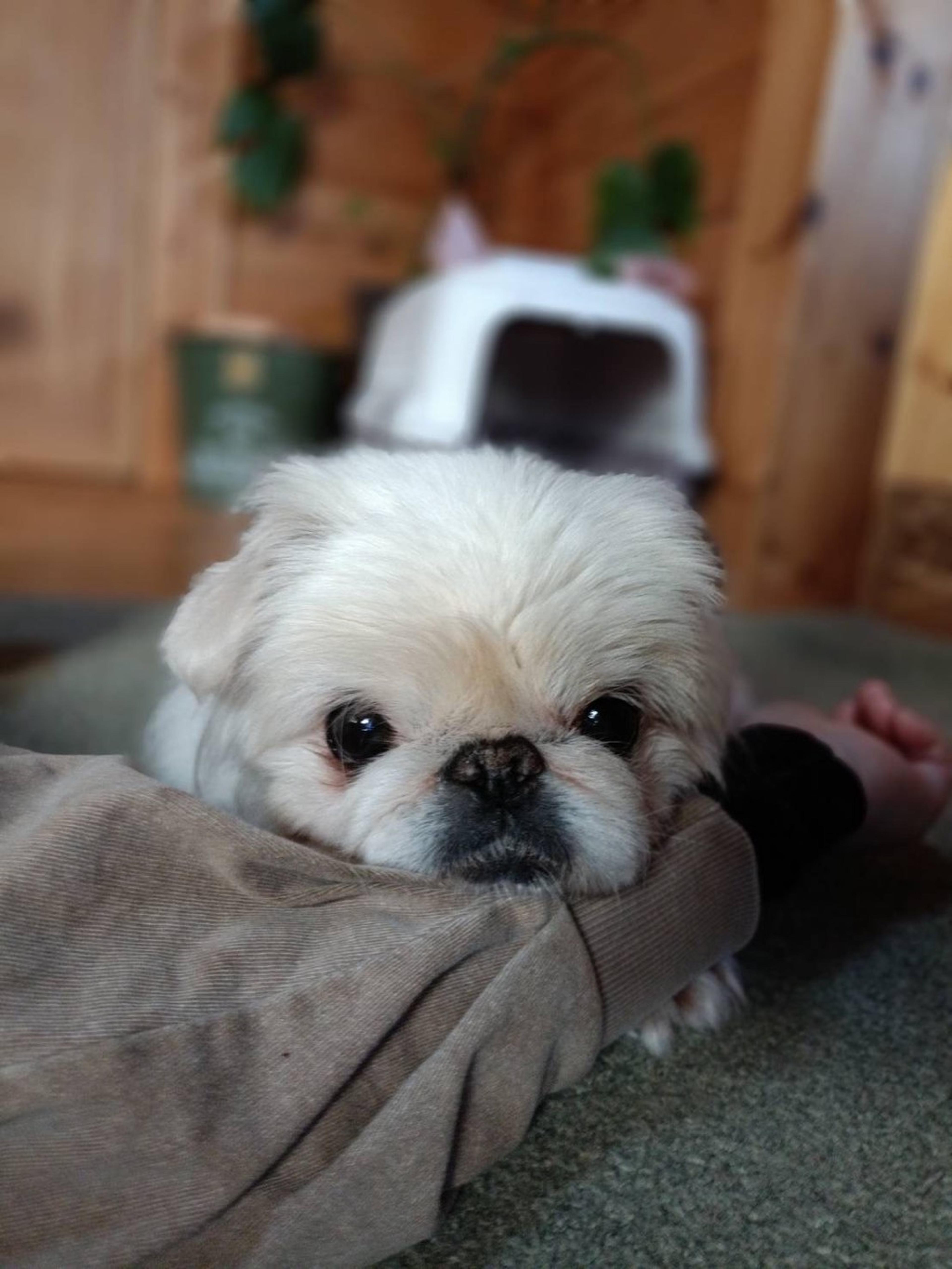 pet-image-6