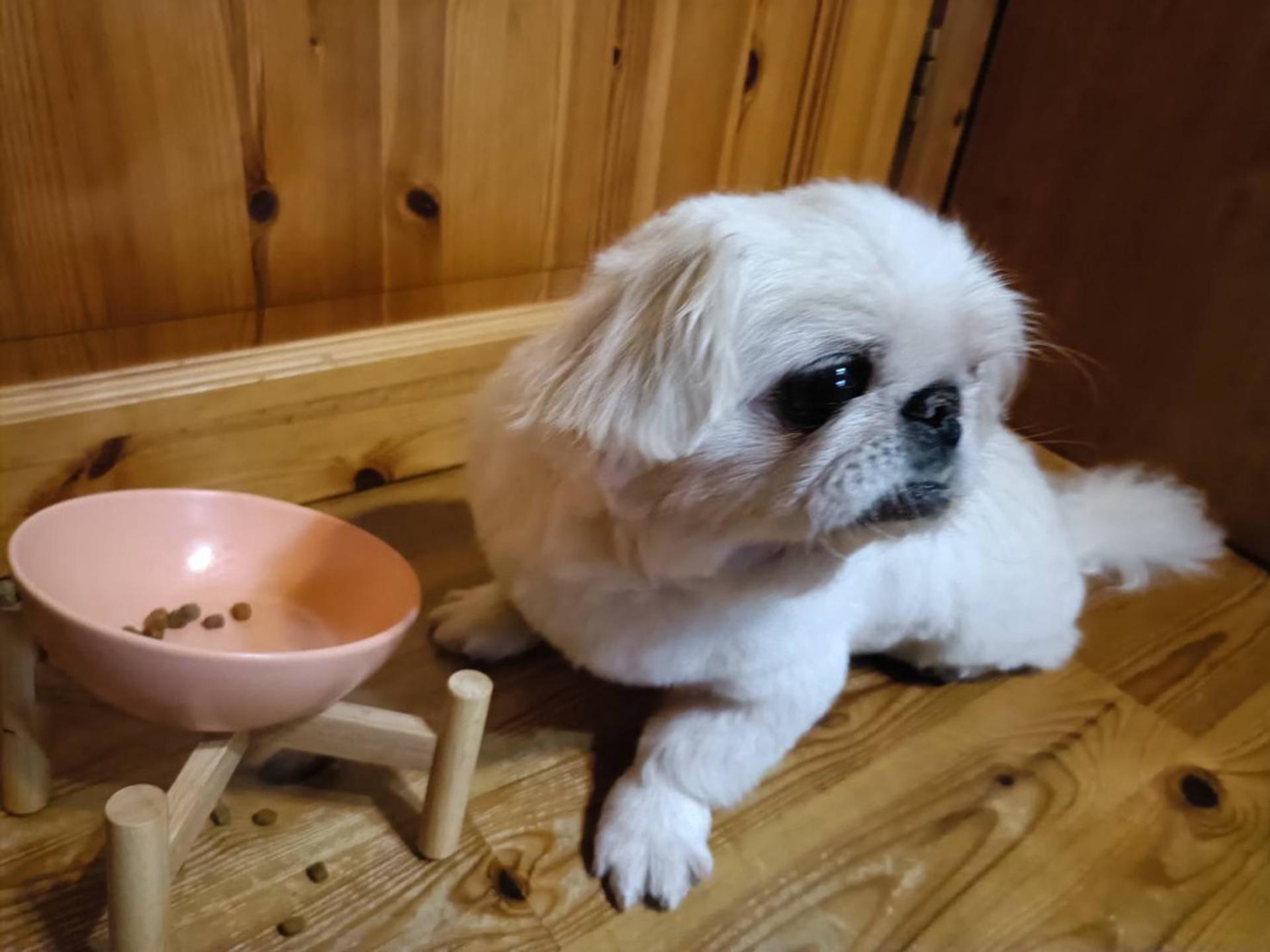 pet-image-8