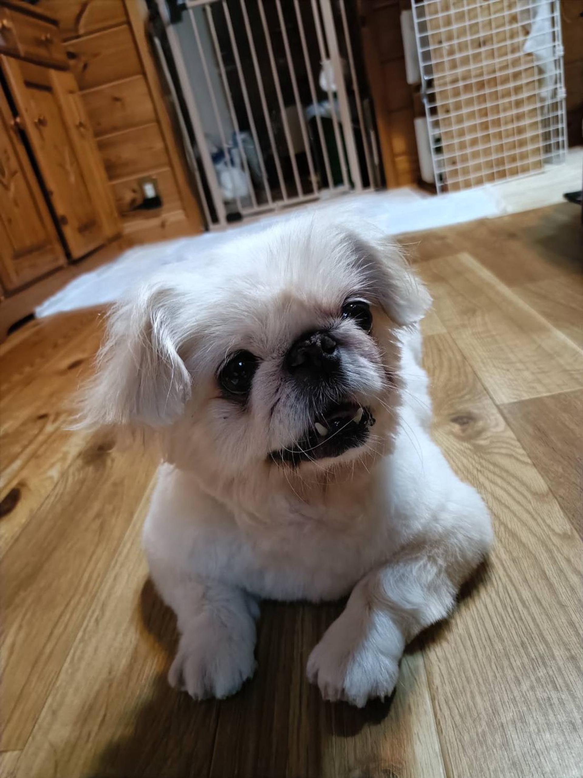 pet-image-9