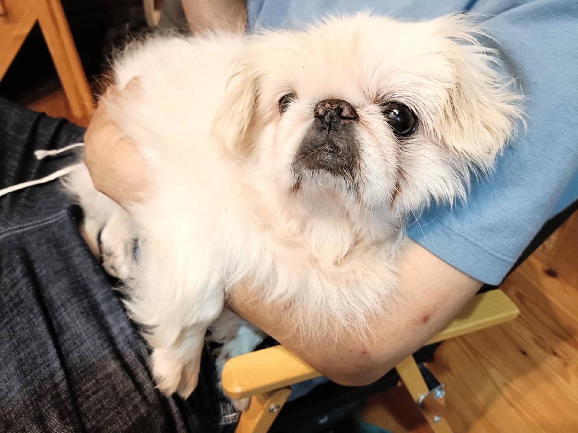 pet-image-10