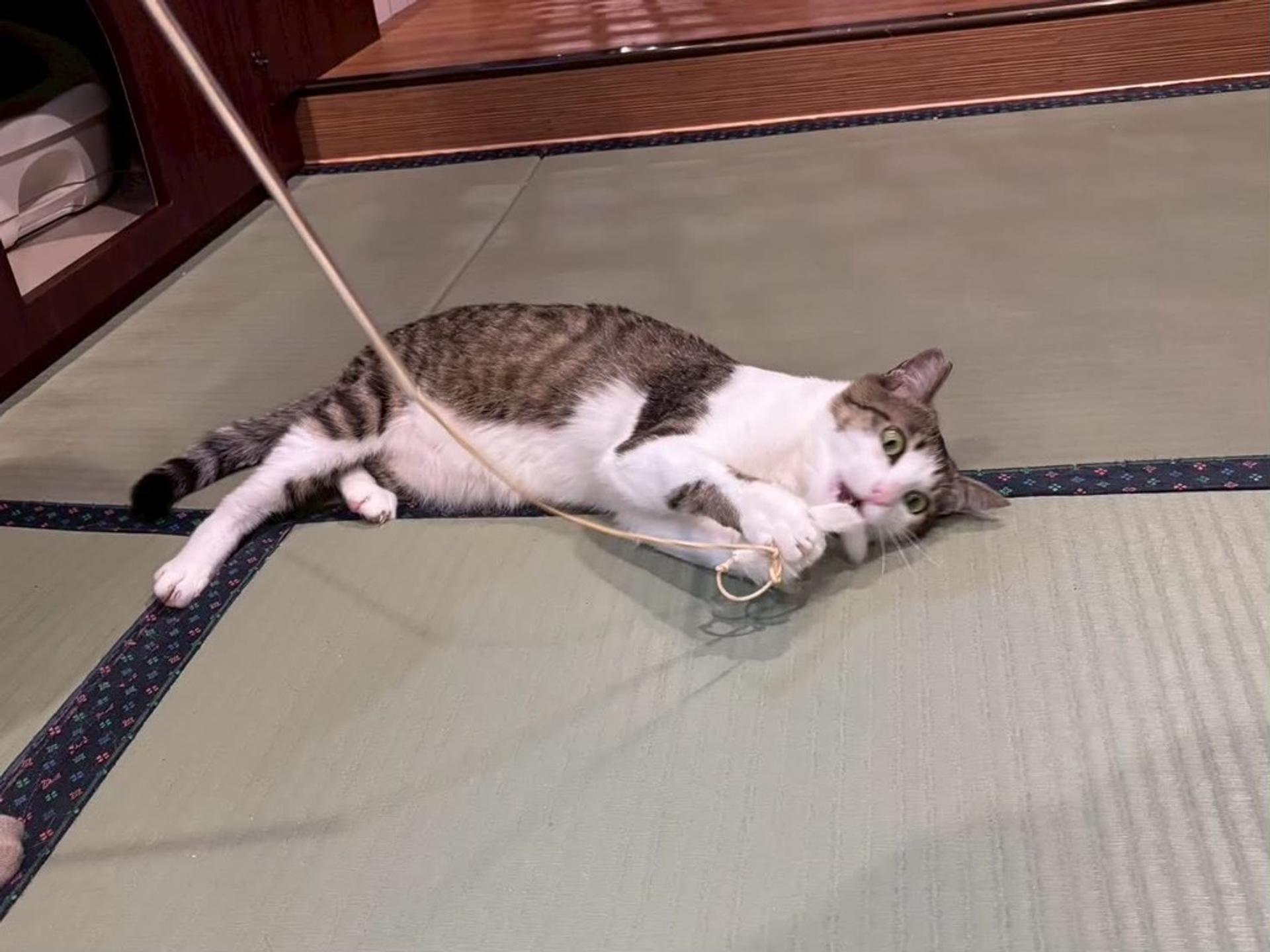 pet-image-4