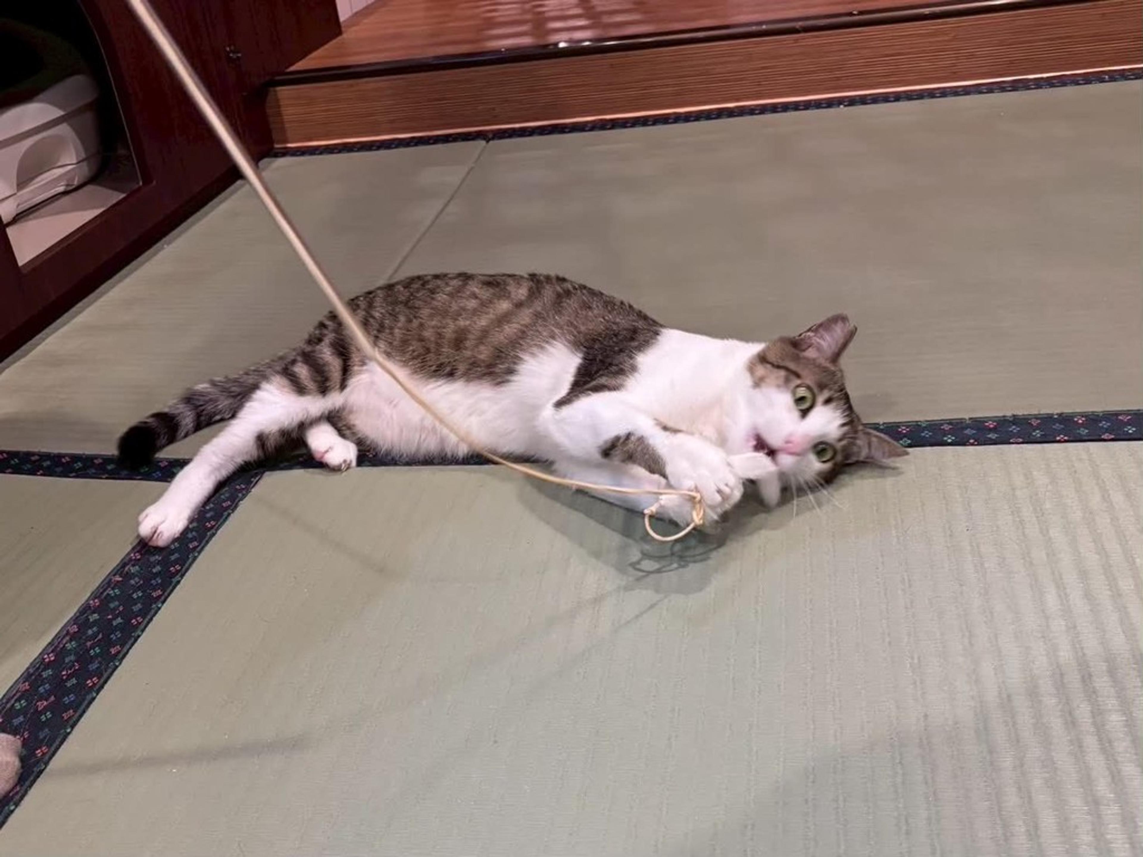 pet-image-4