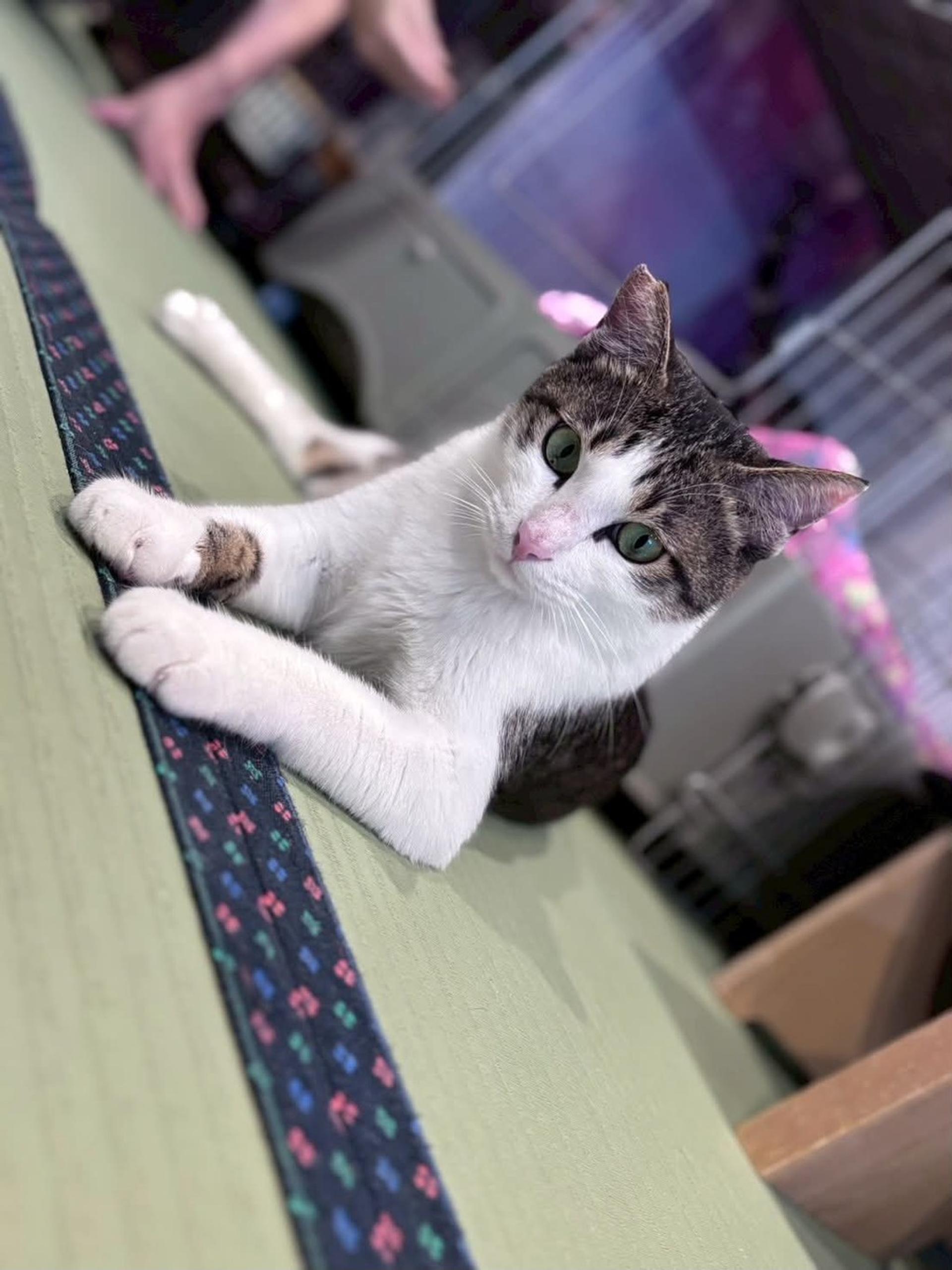 pet-image-6