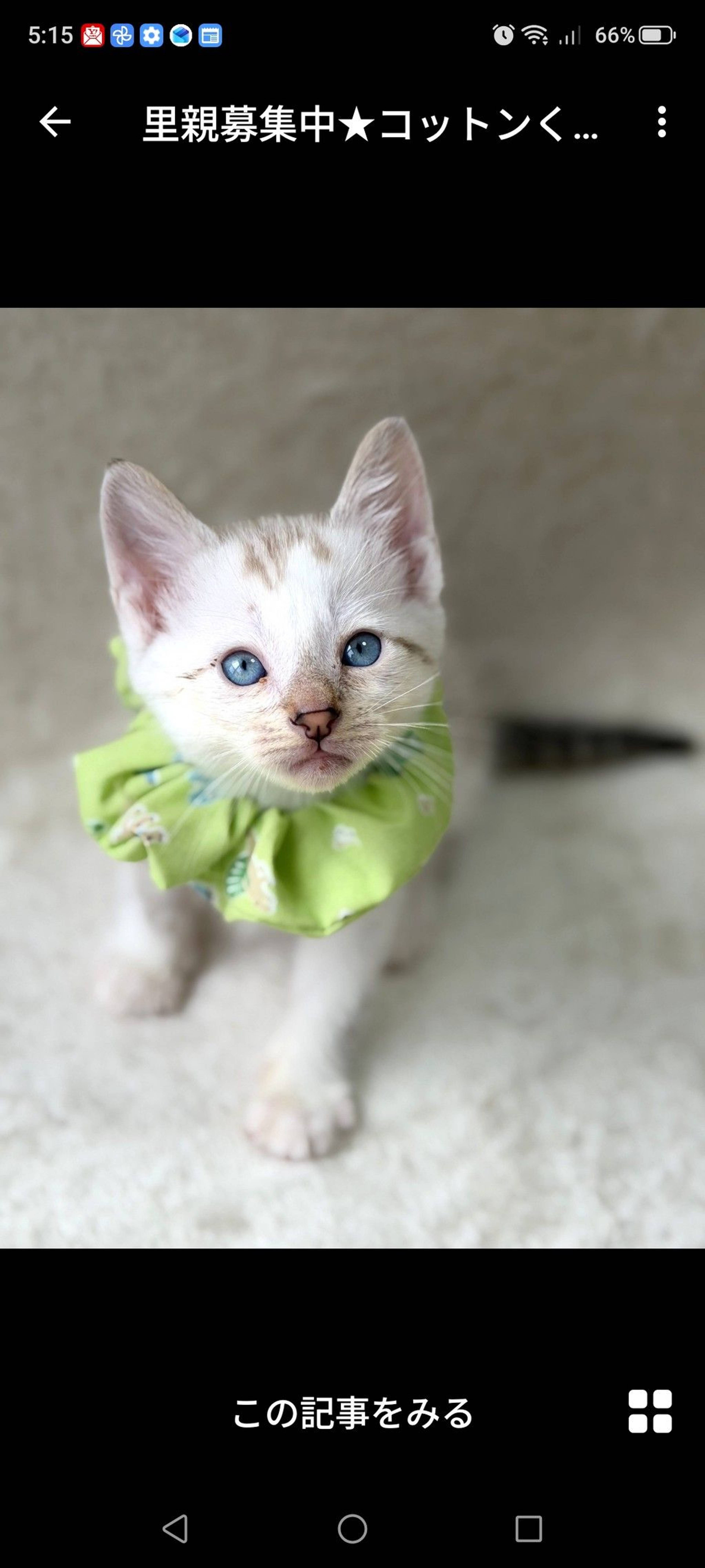 雑種（ミックス猫）・オスの里親募集の写真