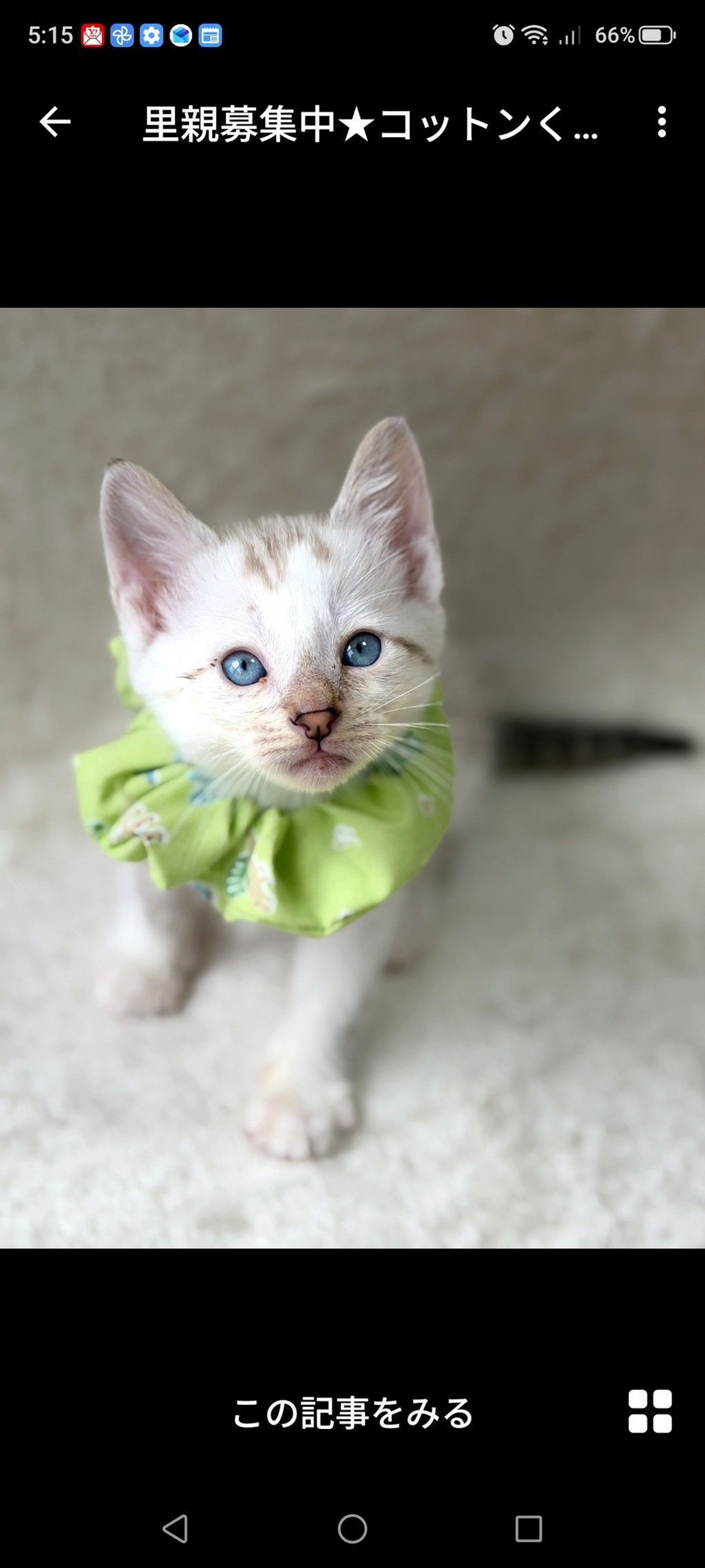 雑種（ミックス猫）・オスの里親募集の写真