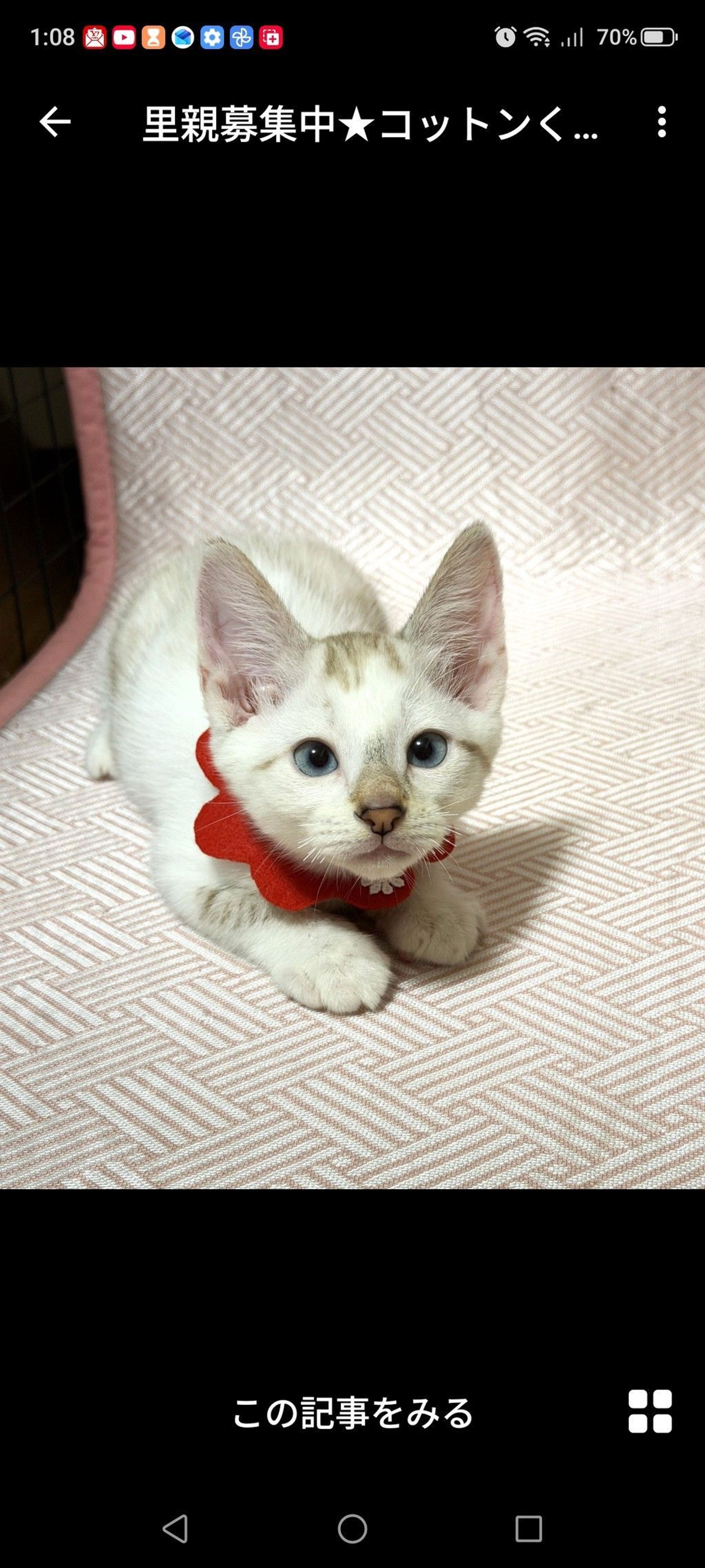 雑種（ミックス猫）・オスの里親募集の写真