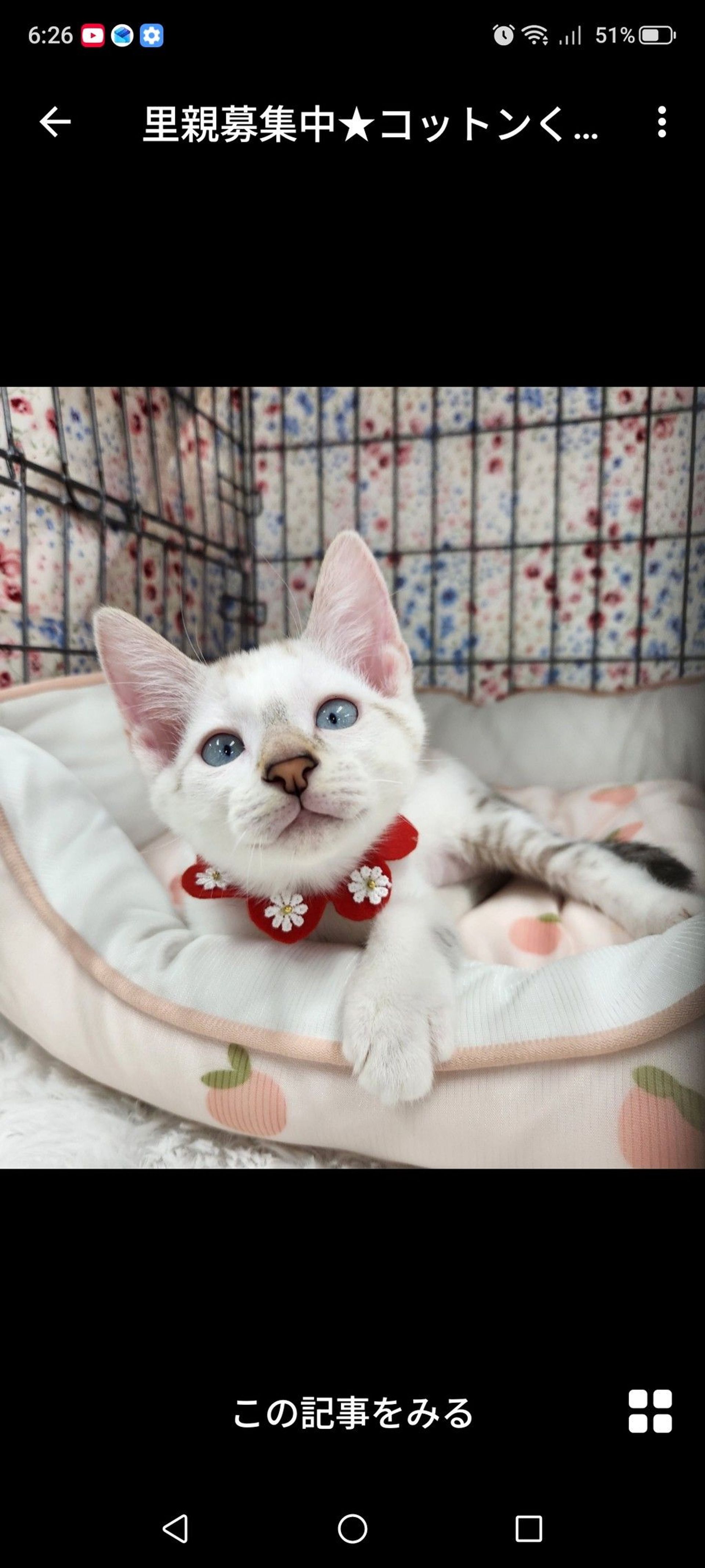 雑種（ミックス猫）・オスの里親募集の写真