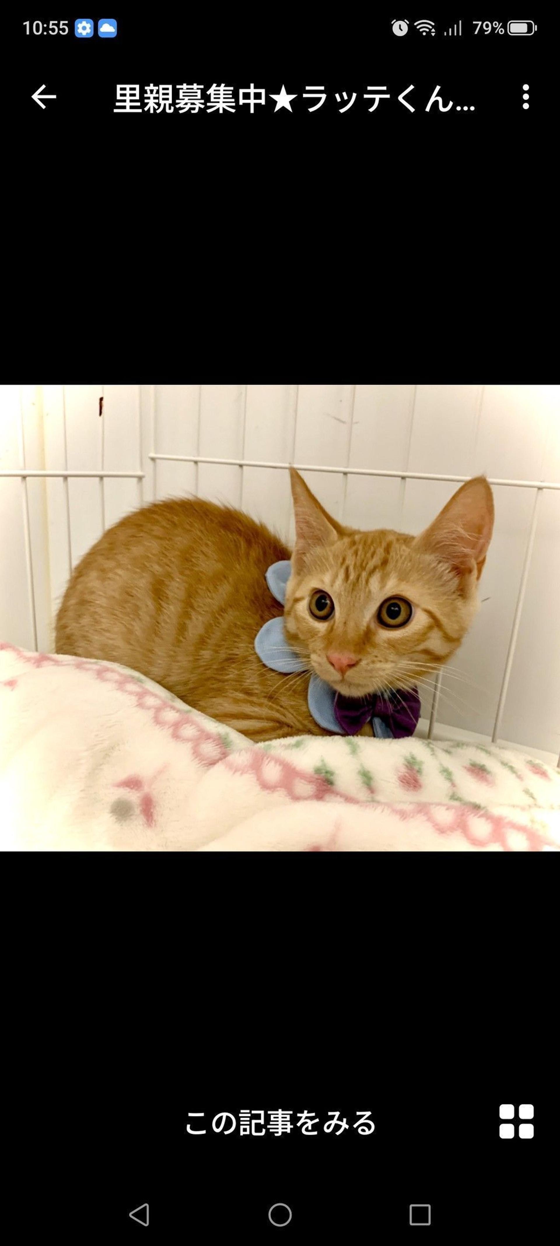 pet-image-3