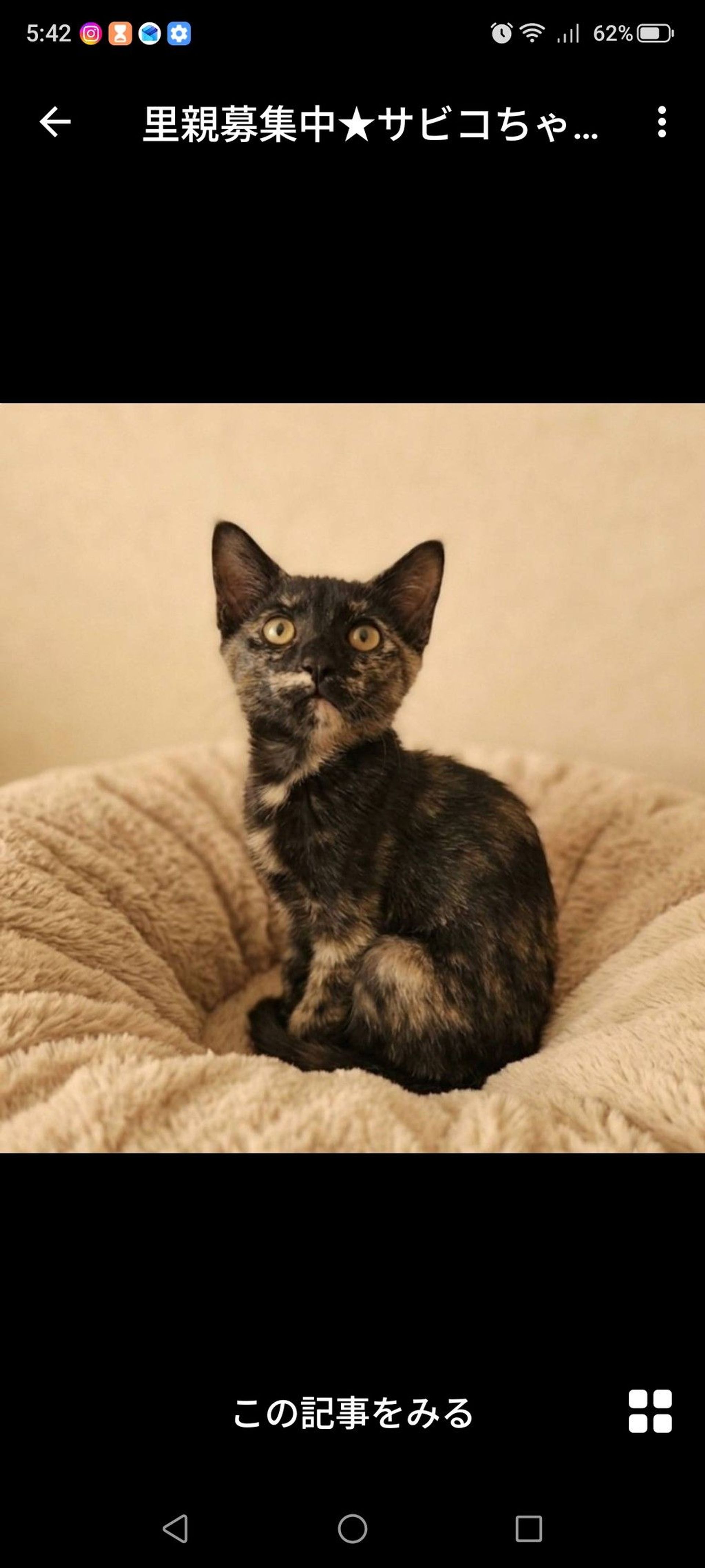 雑種（ミックス猫）・メスの里親募集の写真