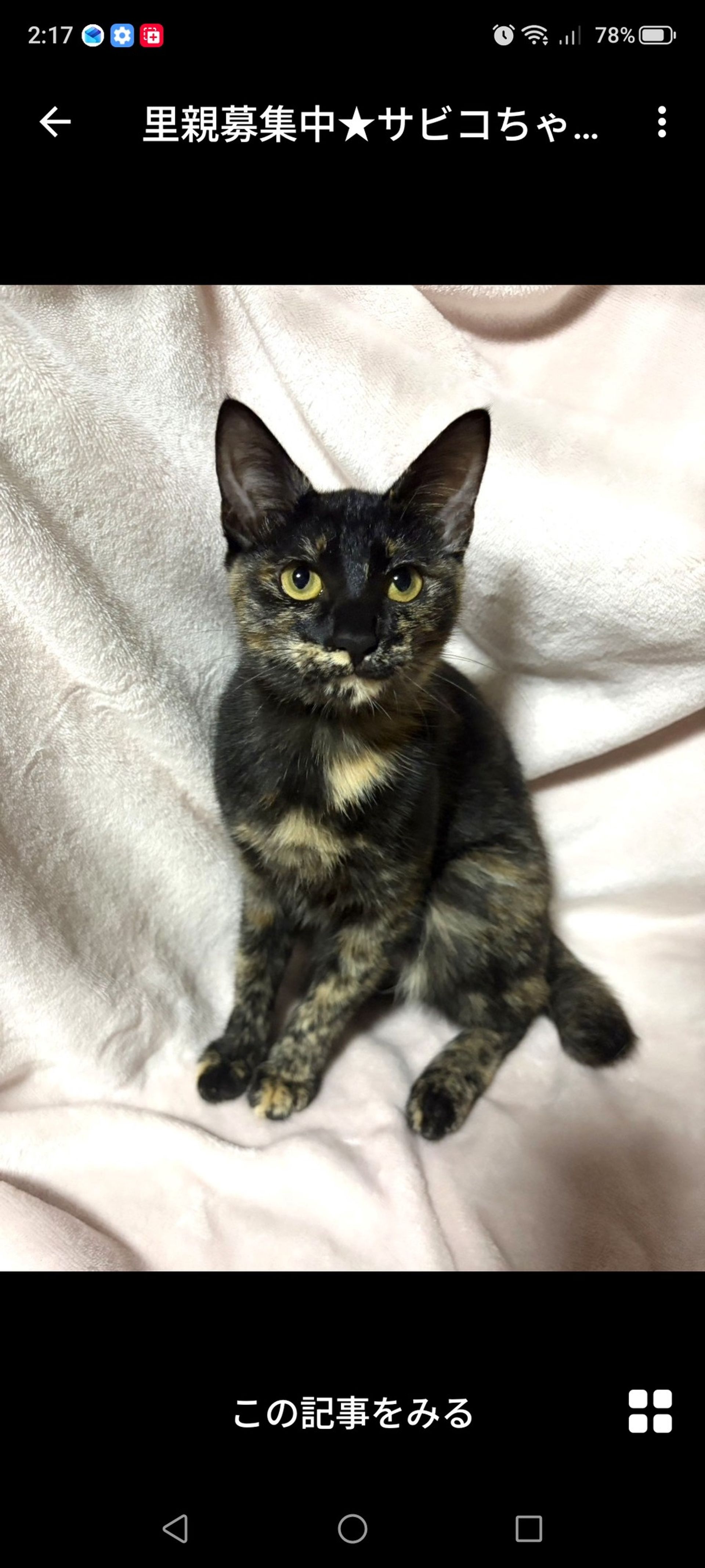 雑種（ミックス猫）・メスの里親募集の写真