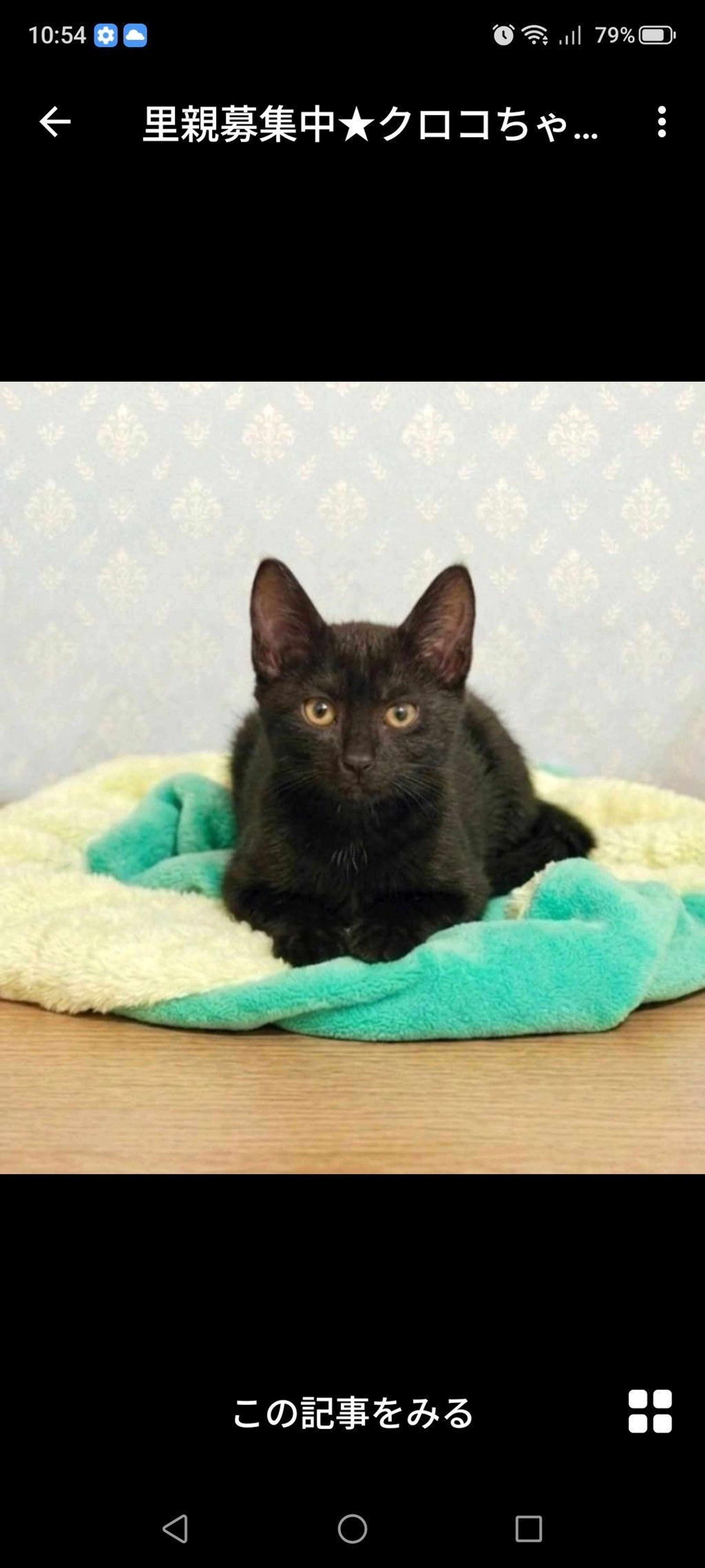 雑種（ミックス猫）・メスの里親募集の写真