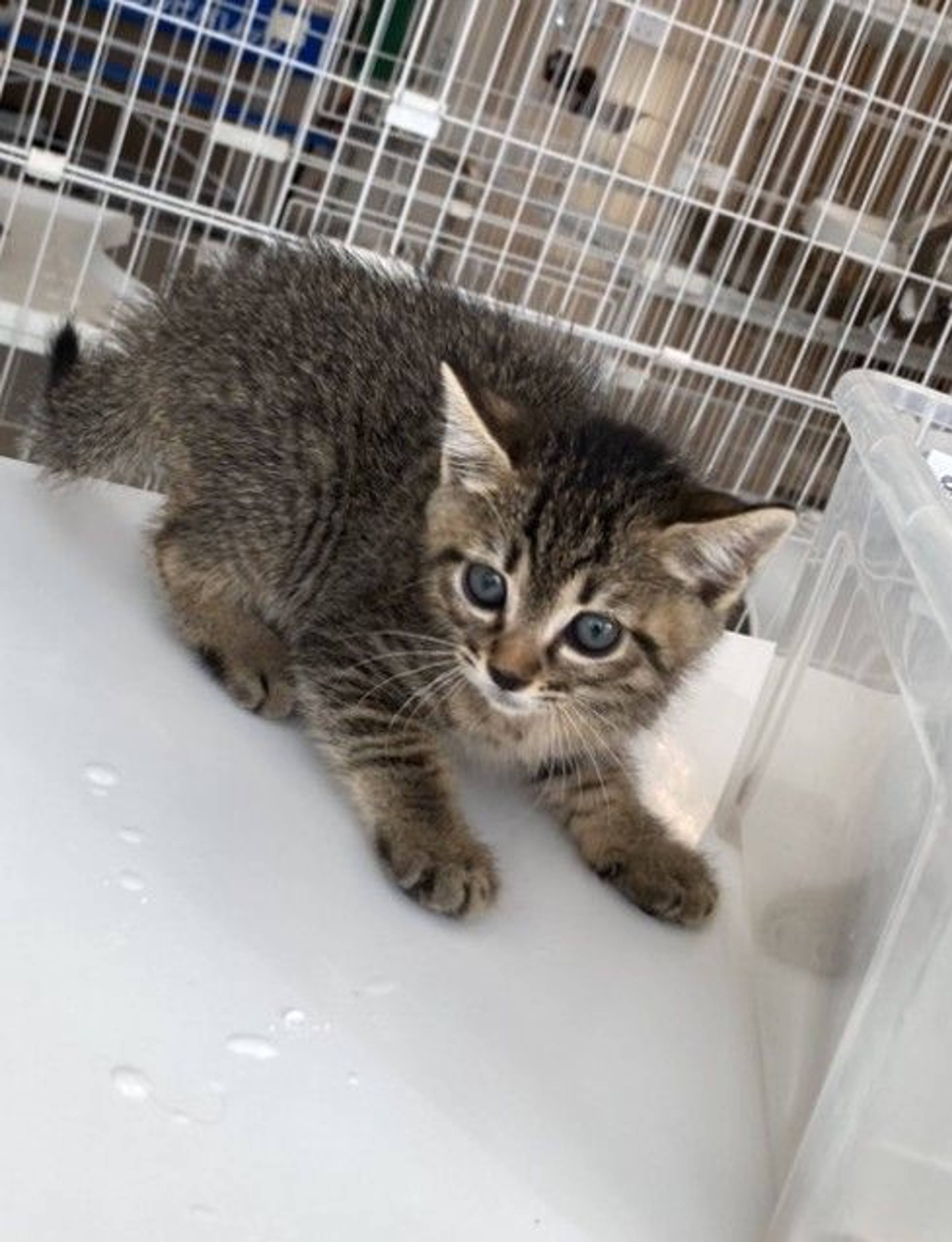 雑種（ミックス猫）・メスの里親募集の写真