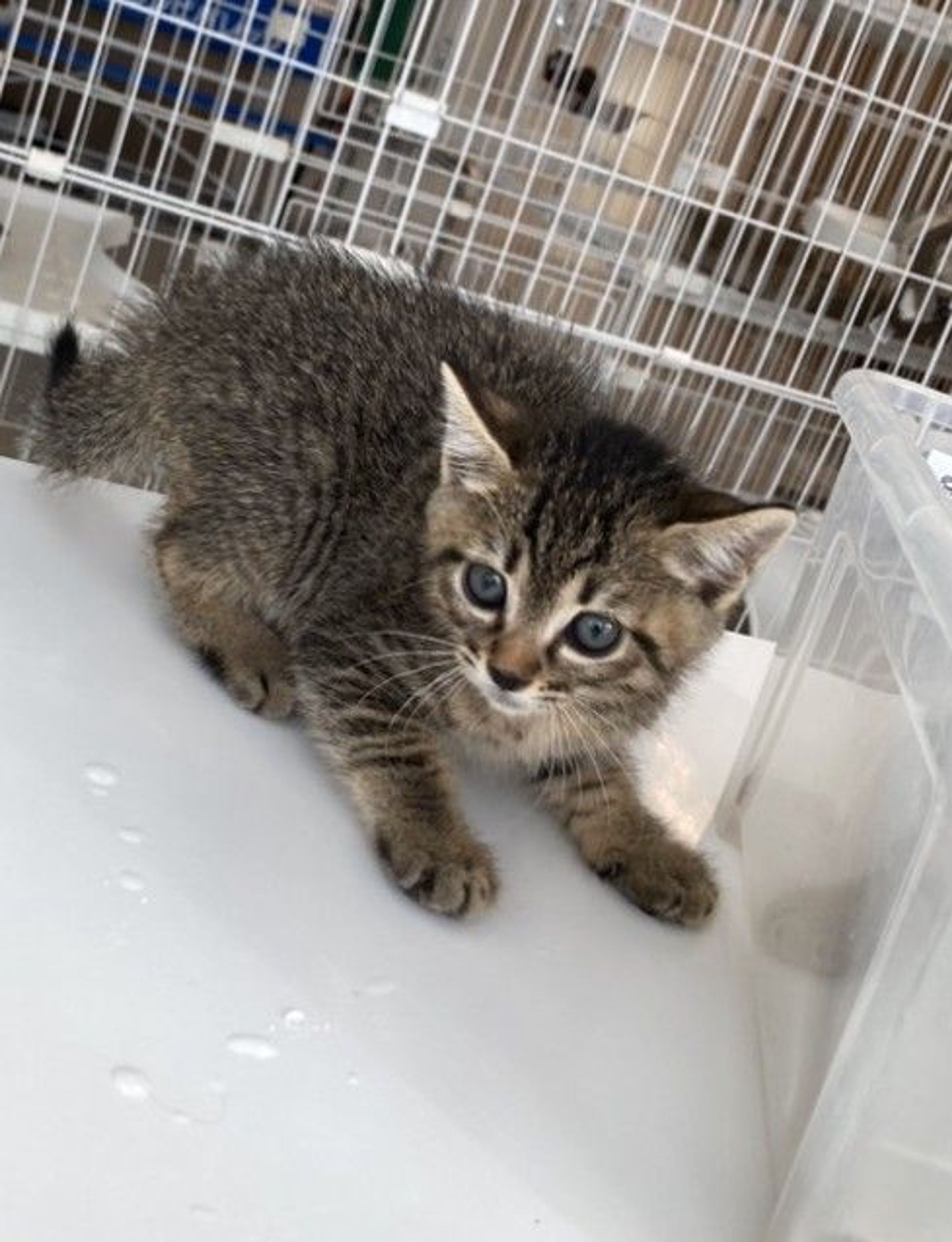 雑種（ミックス猫）・メスの里親募集の写真