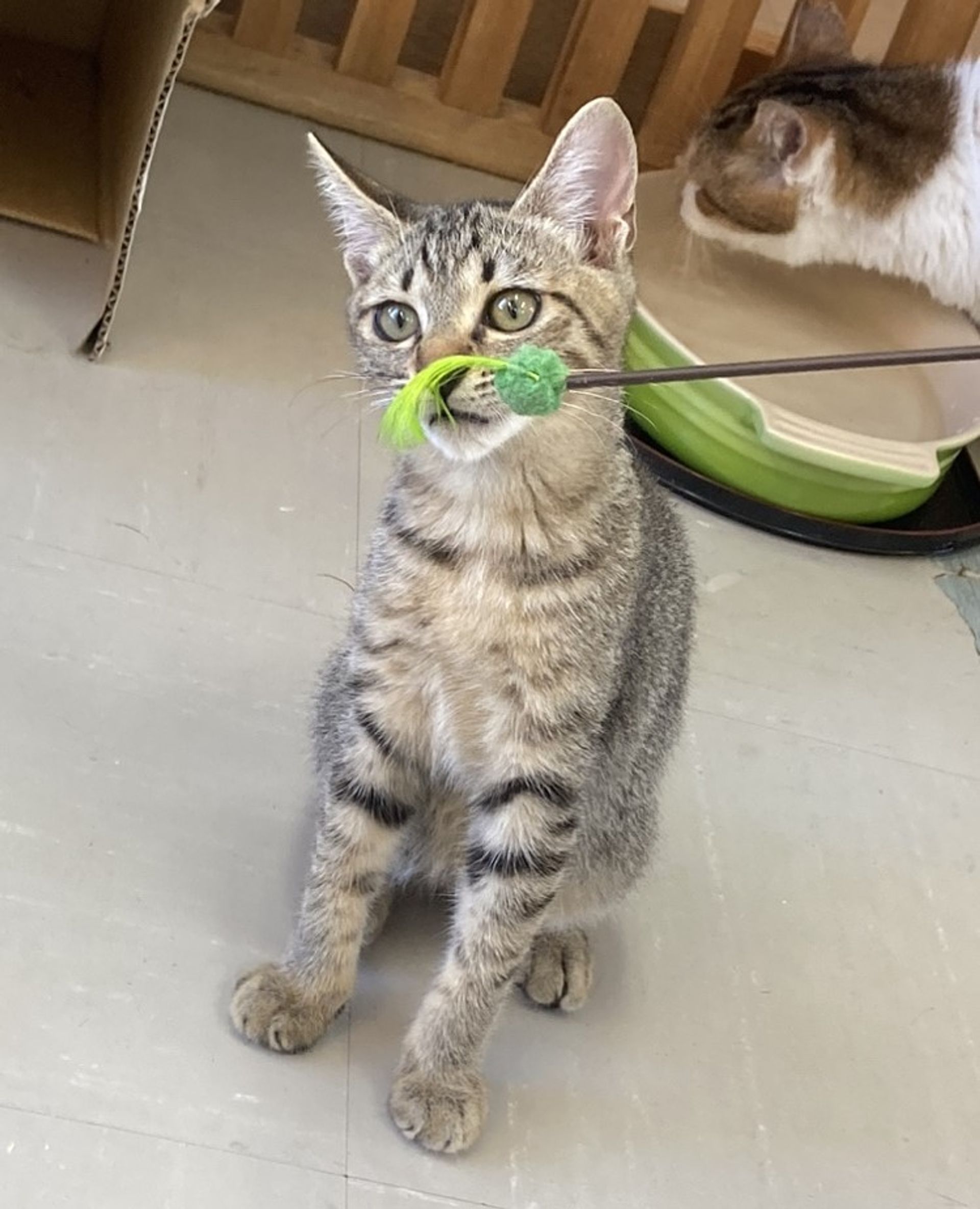 雑種（ミックス猫）・メスの里親募集の写真