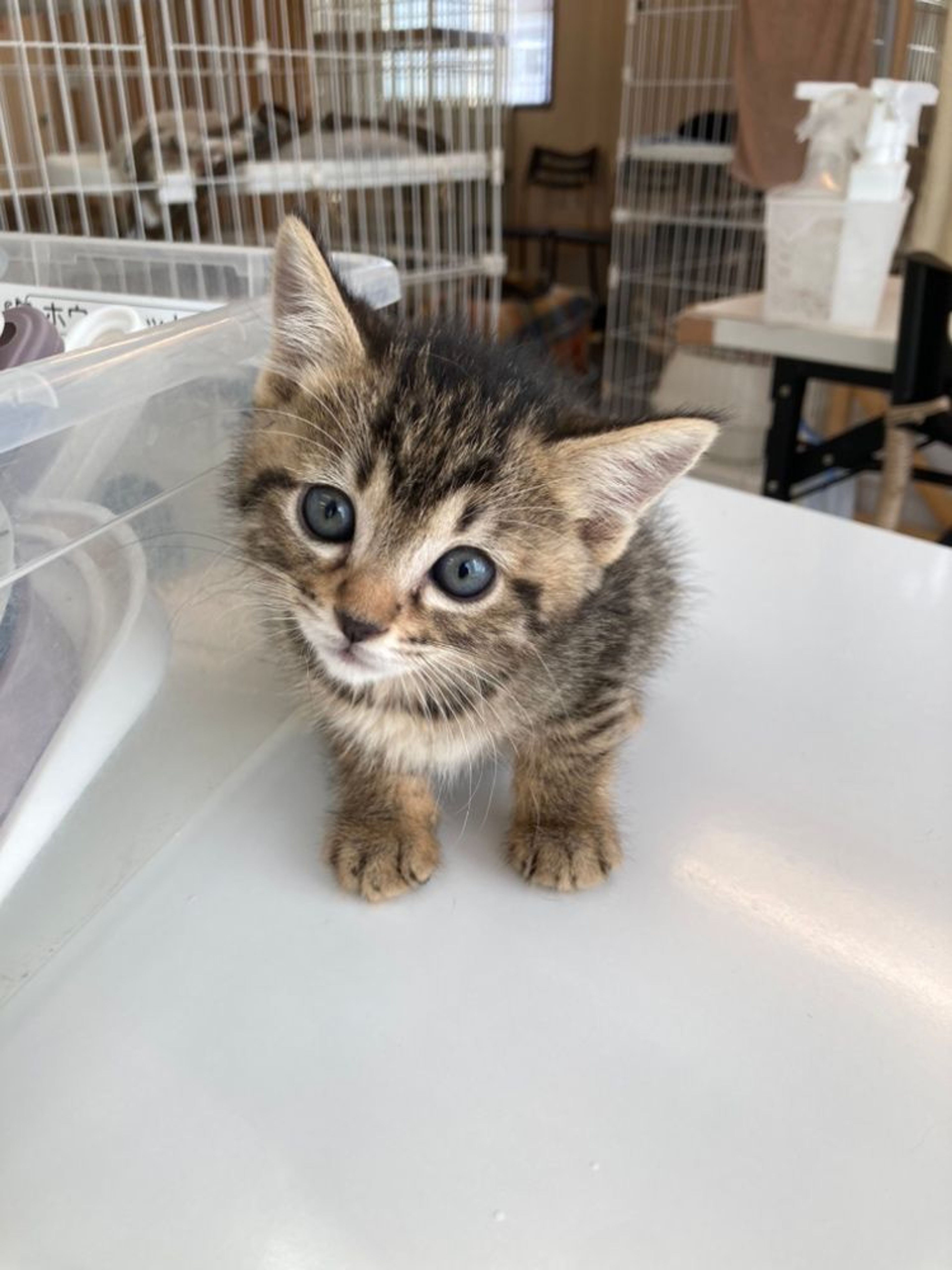 雑種（ミックス猫）・メスの里親募集の写真
