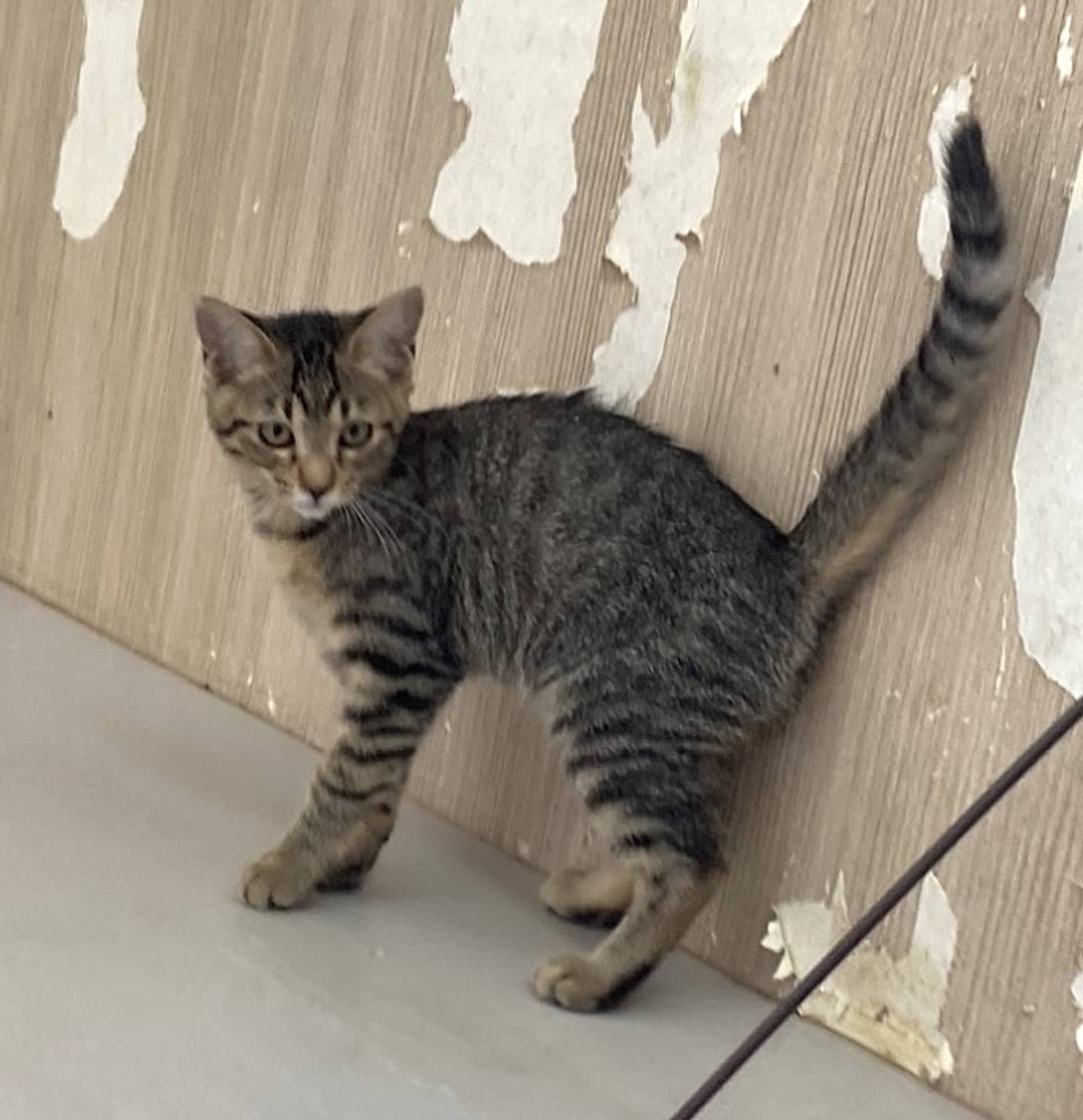 雑種（ミックス猫）・メスの里親募集の写真