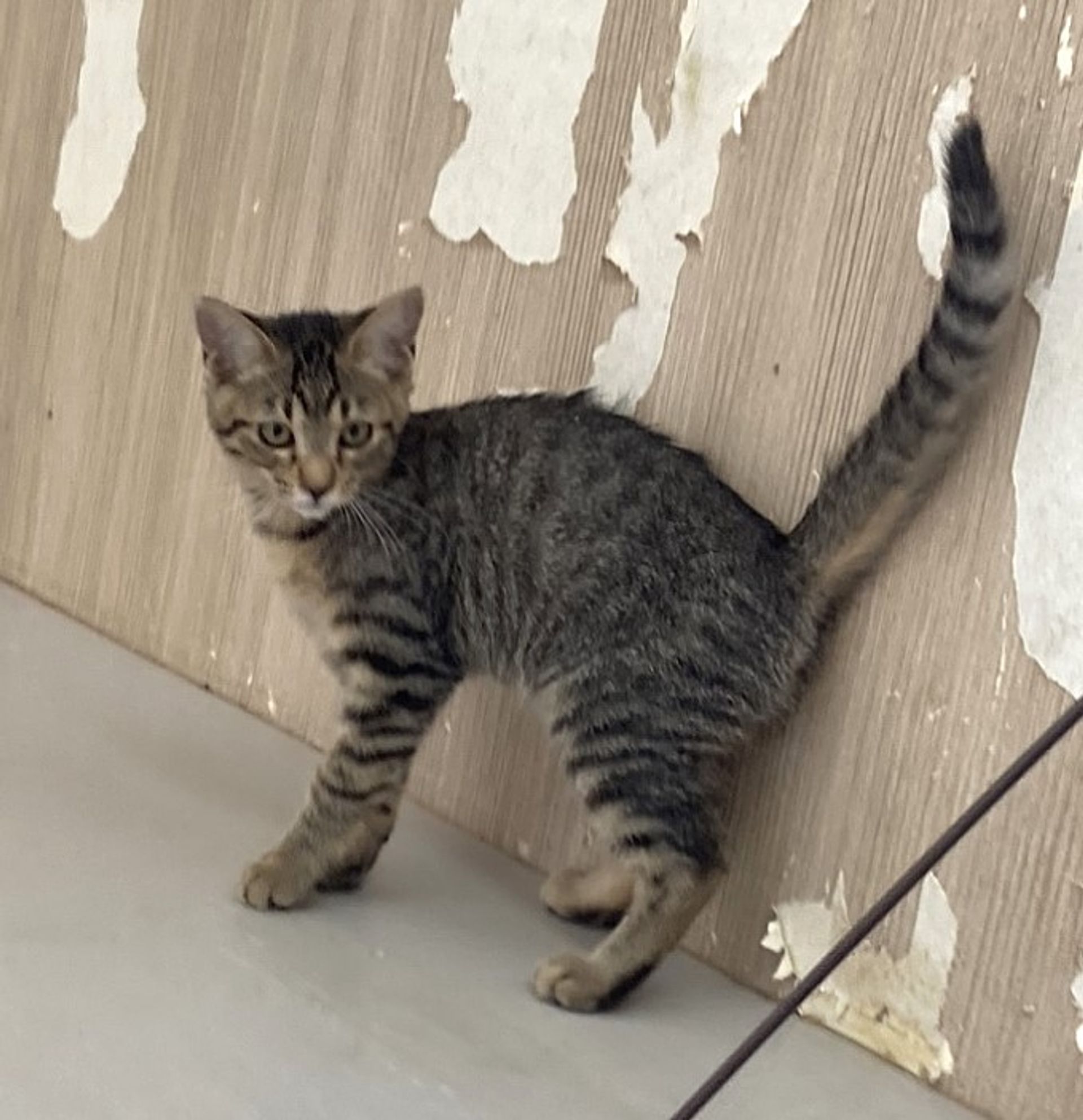 雑種（ミックス猫）・メスの里親募集の写真
