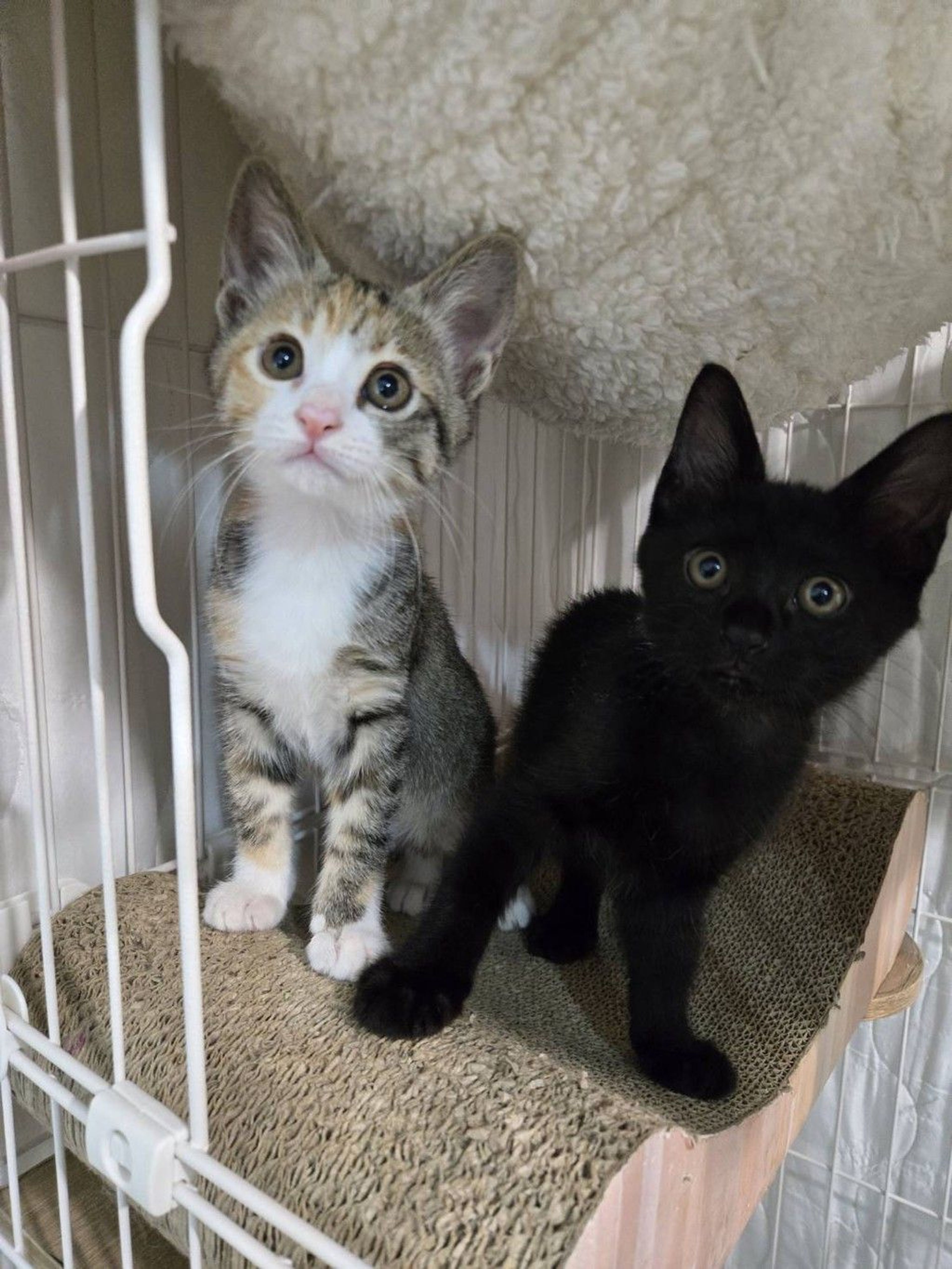 雑種（ミックス猫）・オスの里親募集の写真