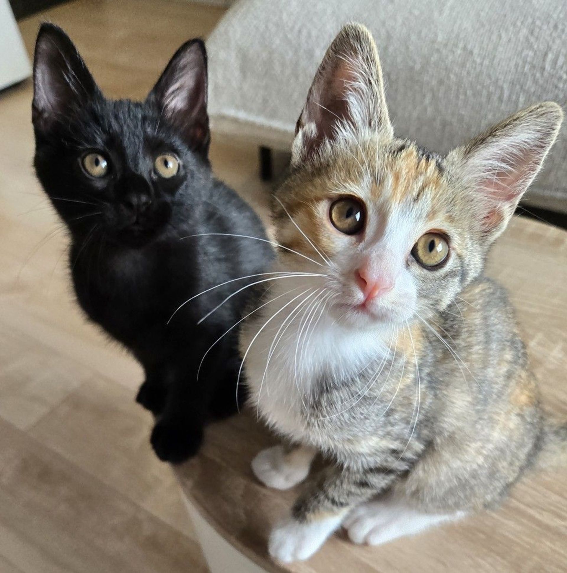 雑種（ミックス猫）・オスの里親募集の写真