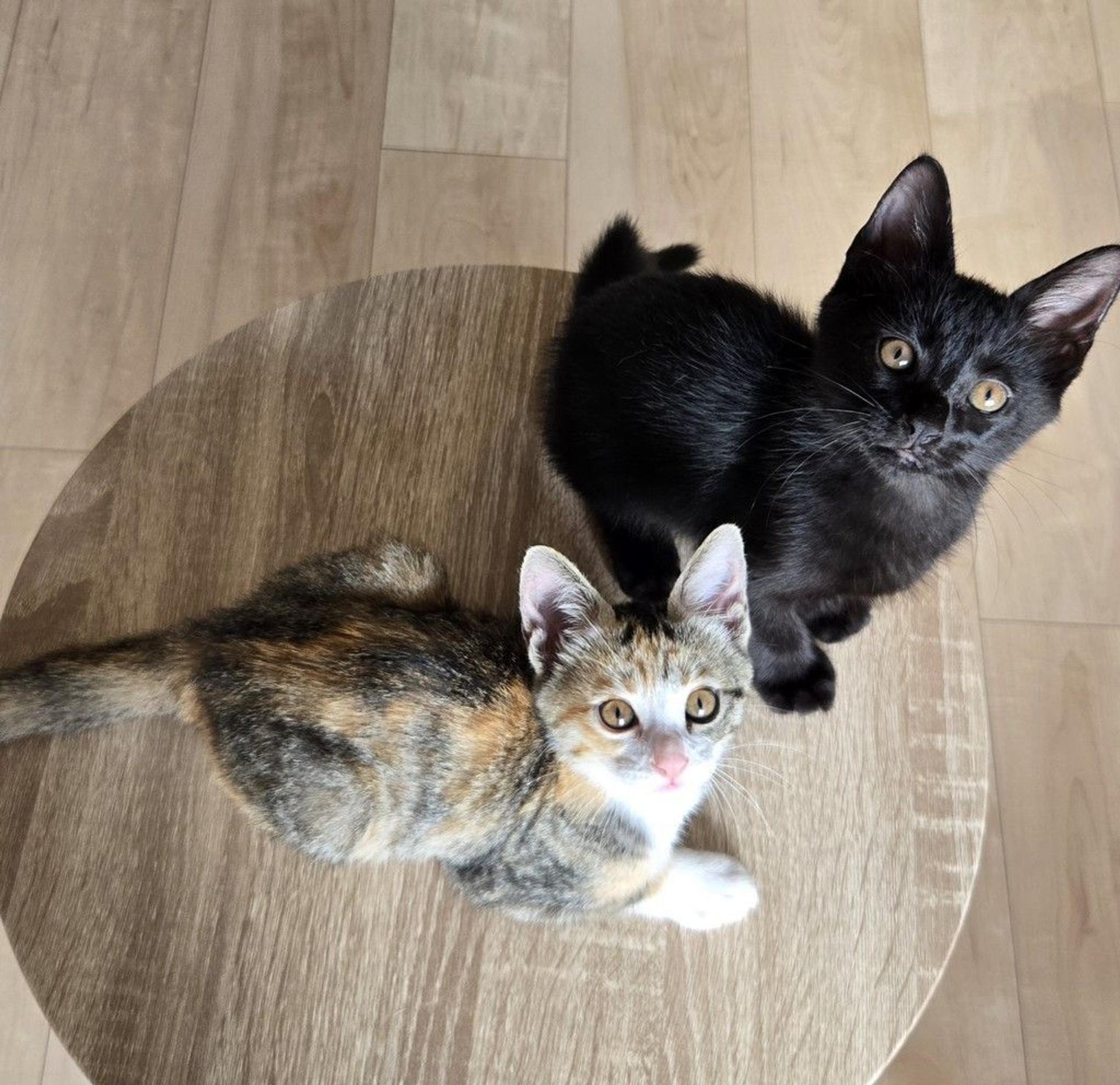 pet-image-4