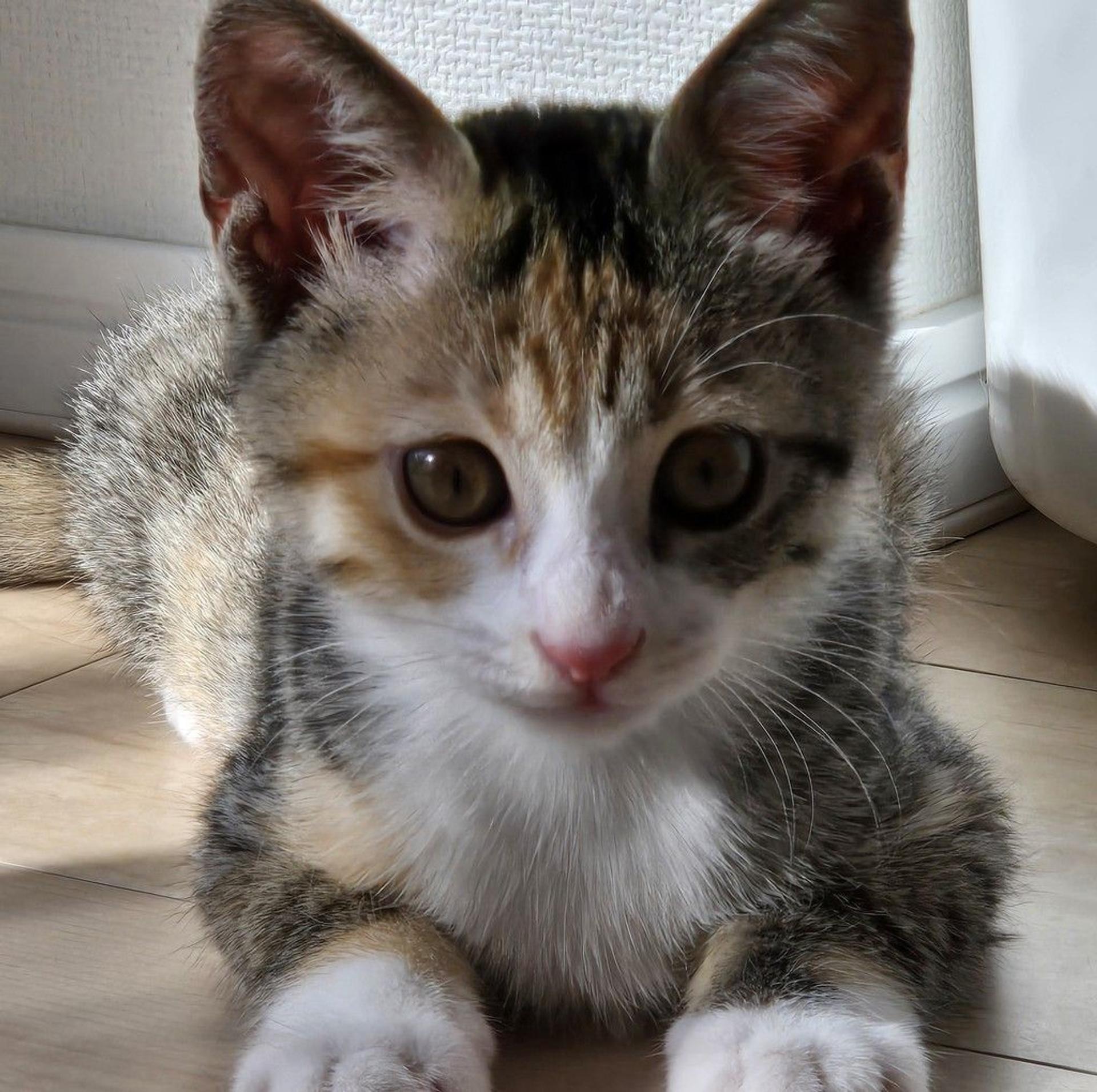 pet-image-8