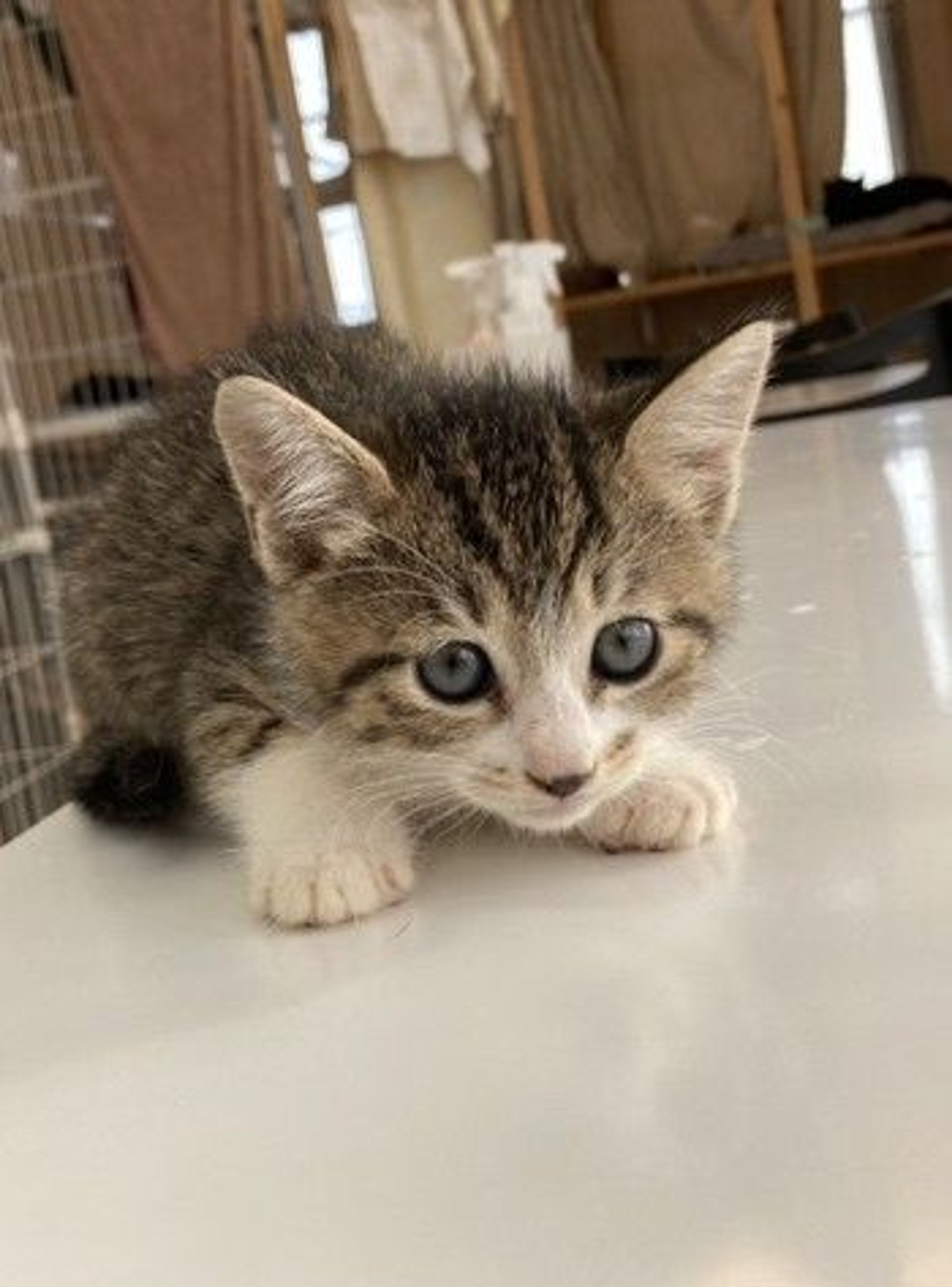 雑種（ミックス猫）・メスの里親募集の写真