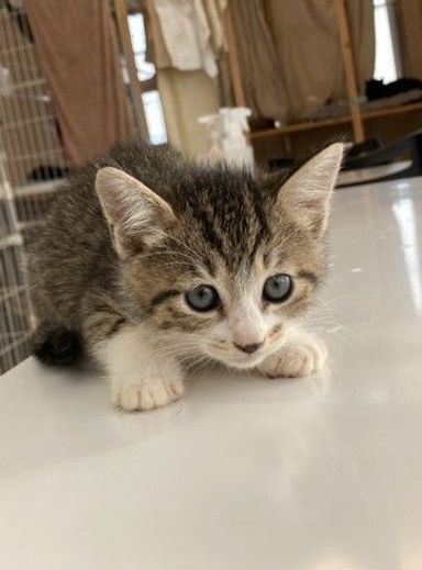 紫 「9月19日譲渡会参加」の写真