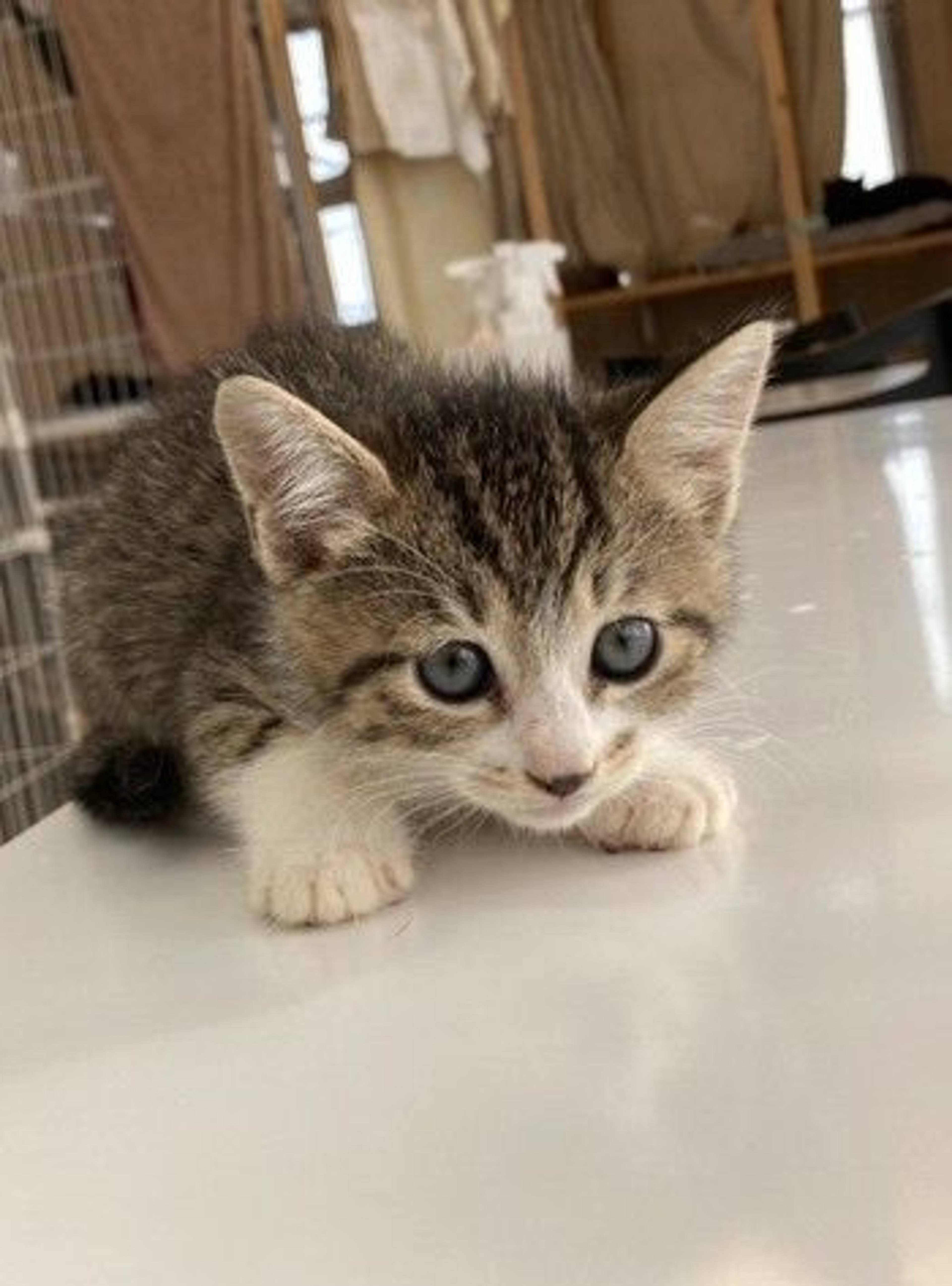 雑種（ミックス猫）・メスの里親募集の写真