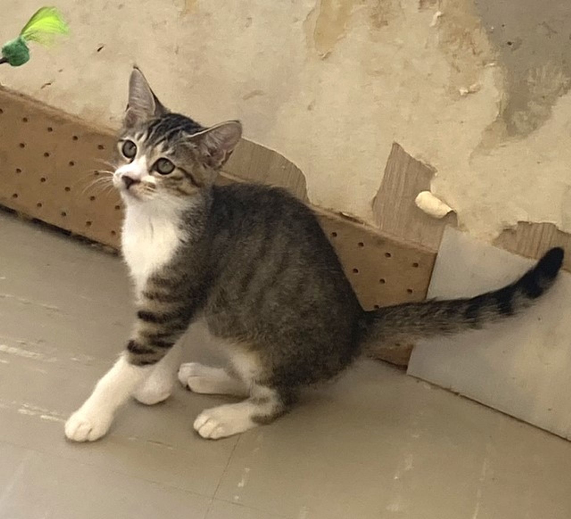 雑種（ミックス猫）・メスの里親募集の写真
