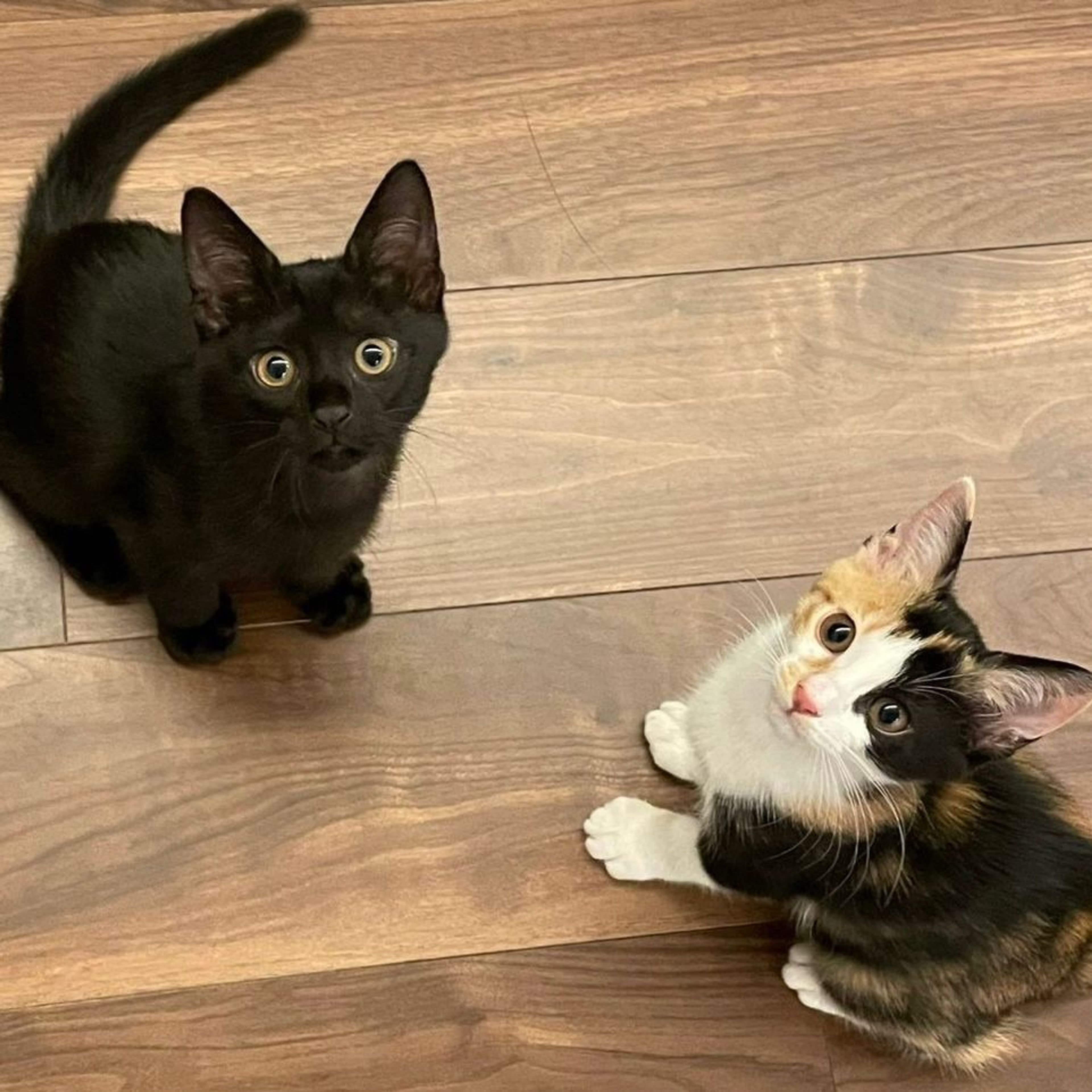 雑種（ミックス猫）・メスの里親募集の写真