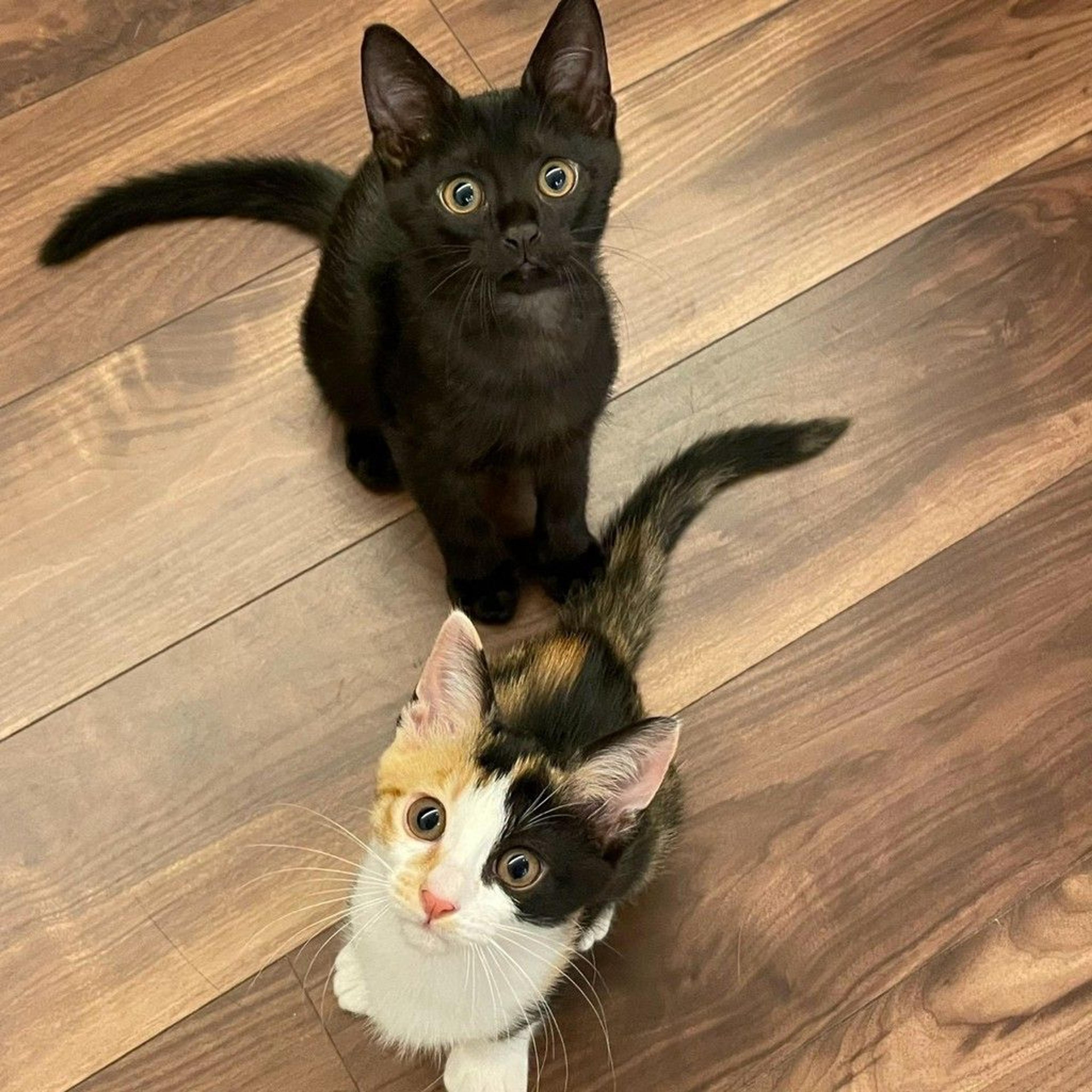 pet-image-3