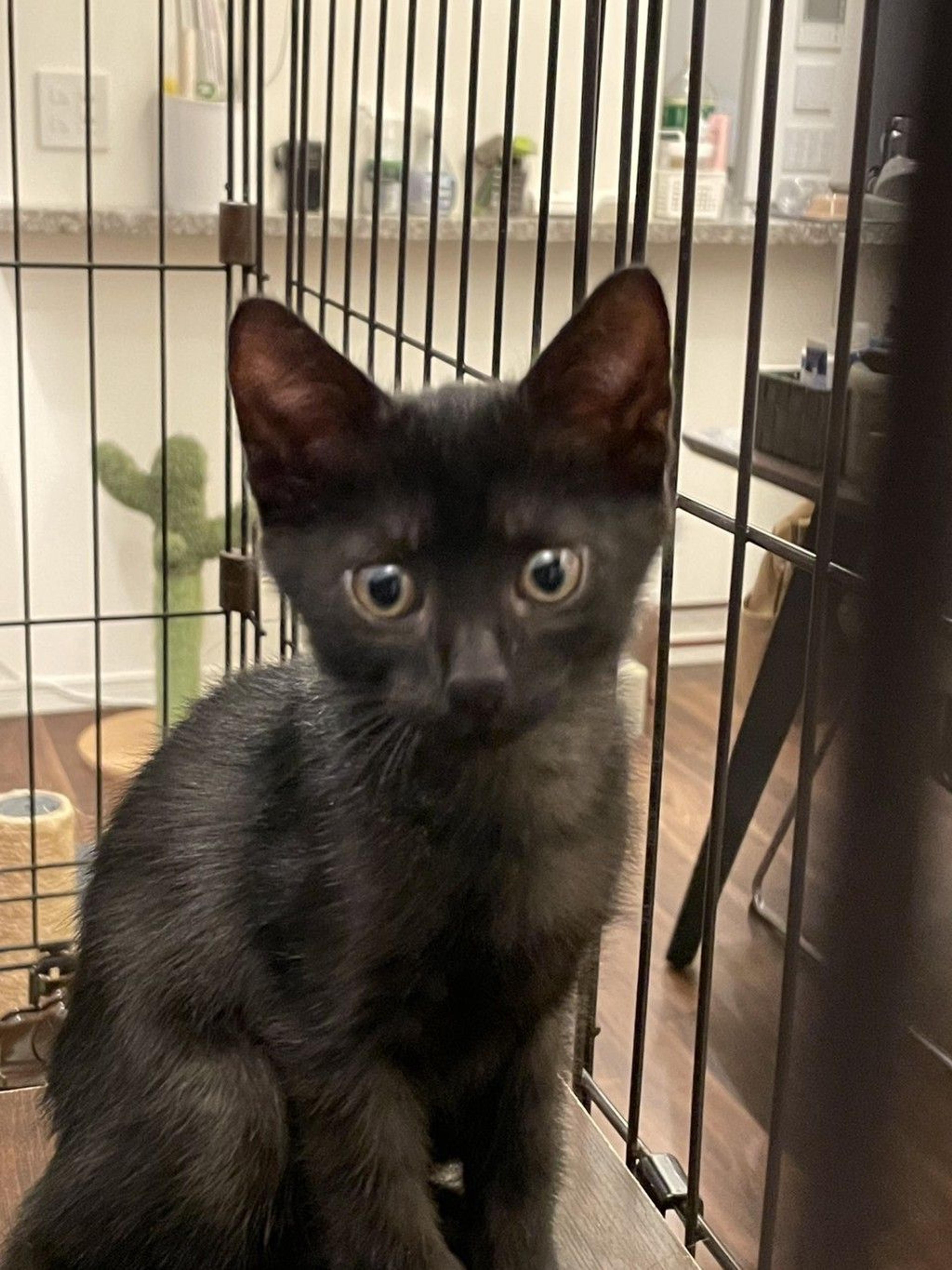 pet-image-5