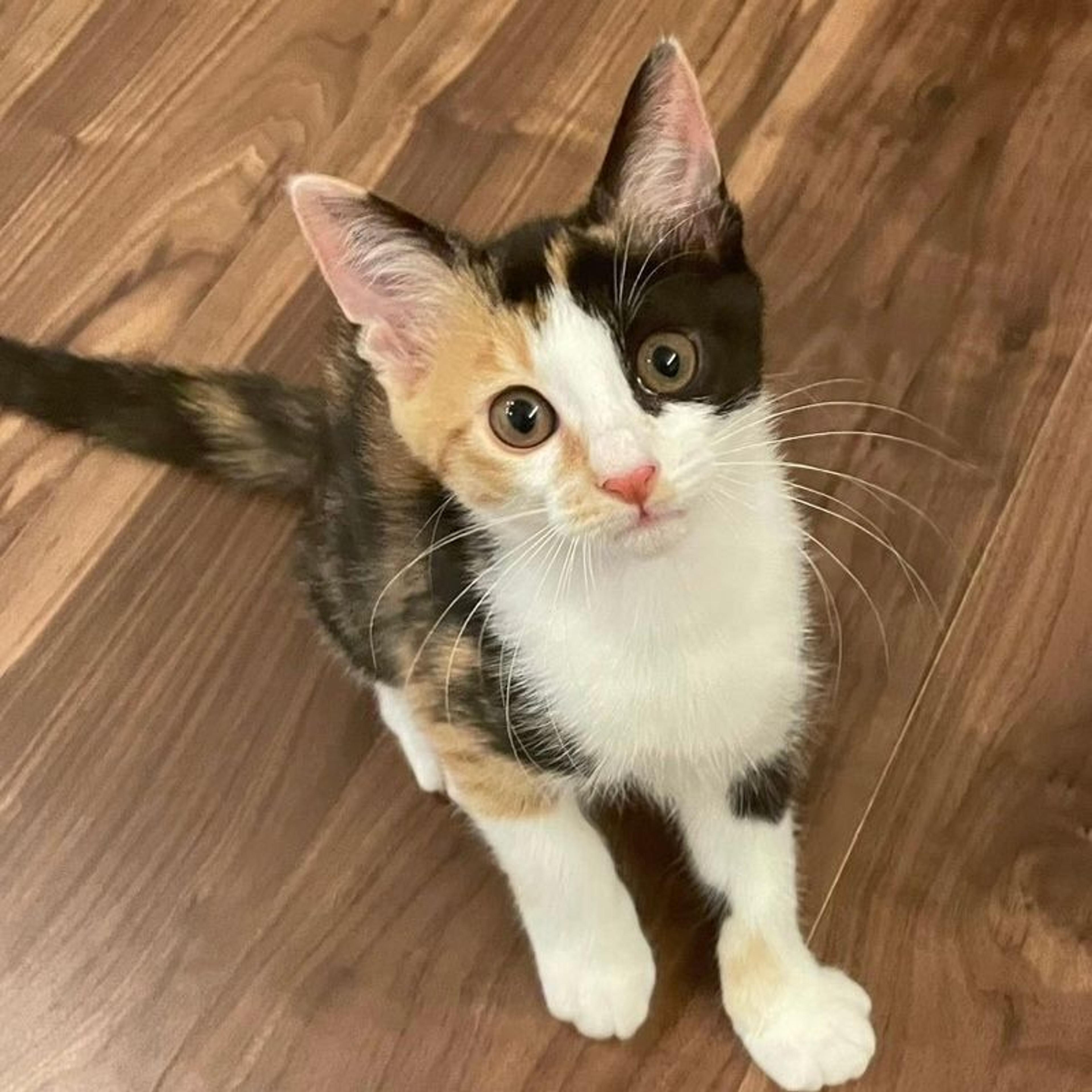 pet-image-9