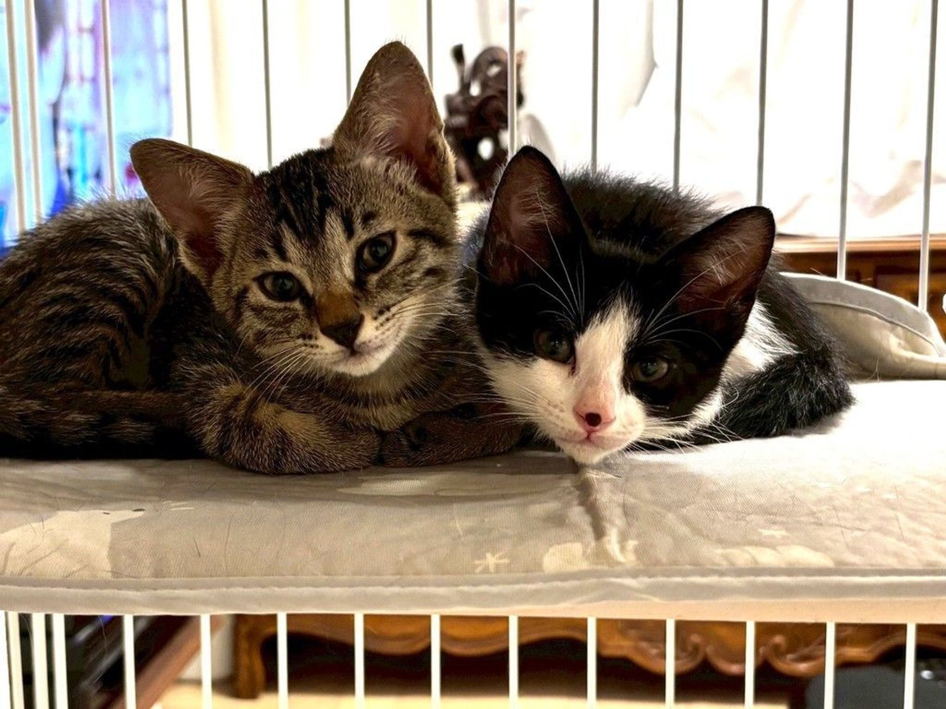 雑種（ミックス猫）・オスの里親募集の写真