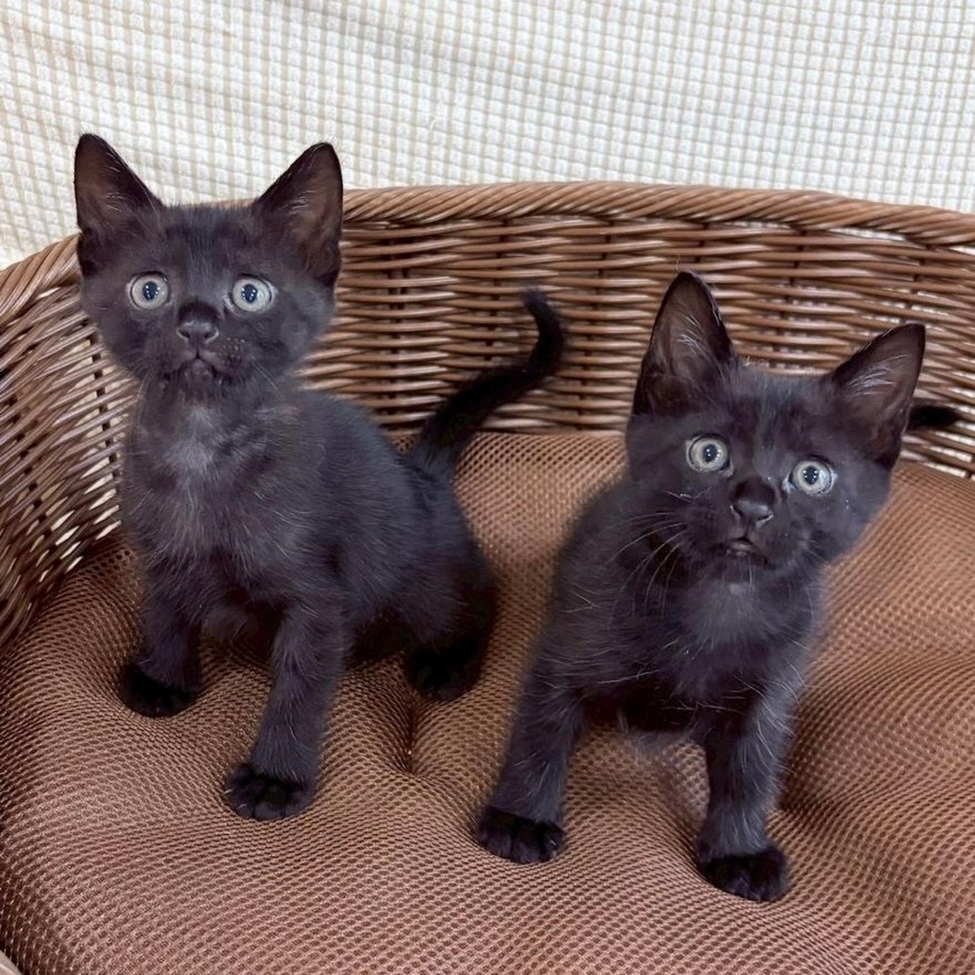 pet-image-4